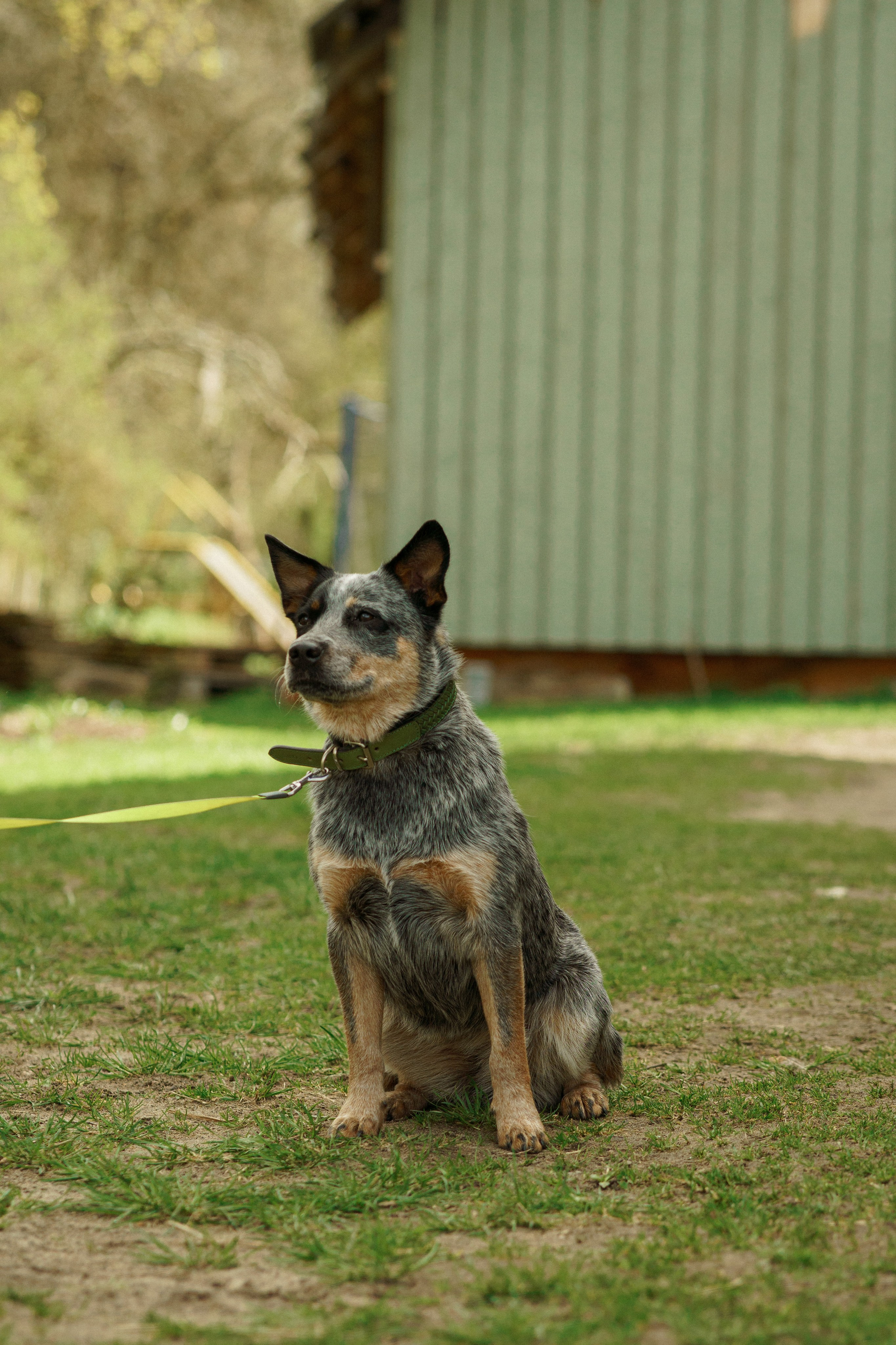 Herding Days, 26 apr. 2025. Kat Laisaar — Pet photographer in Tallinn