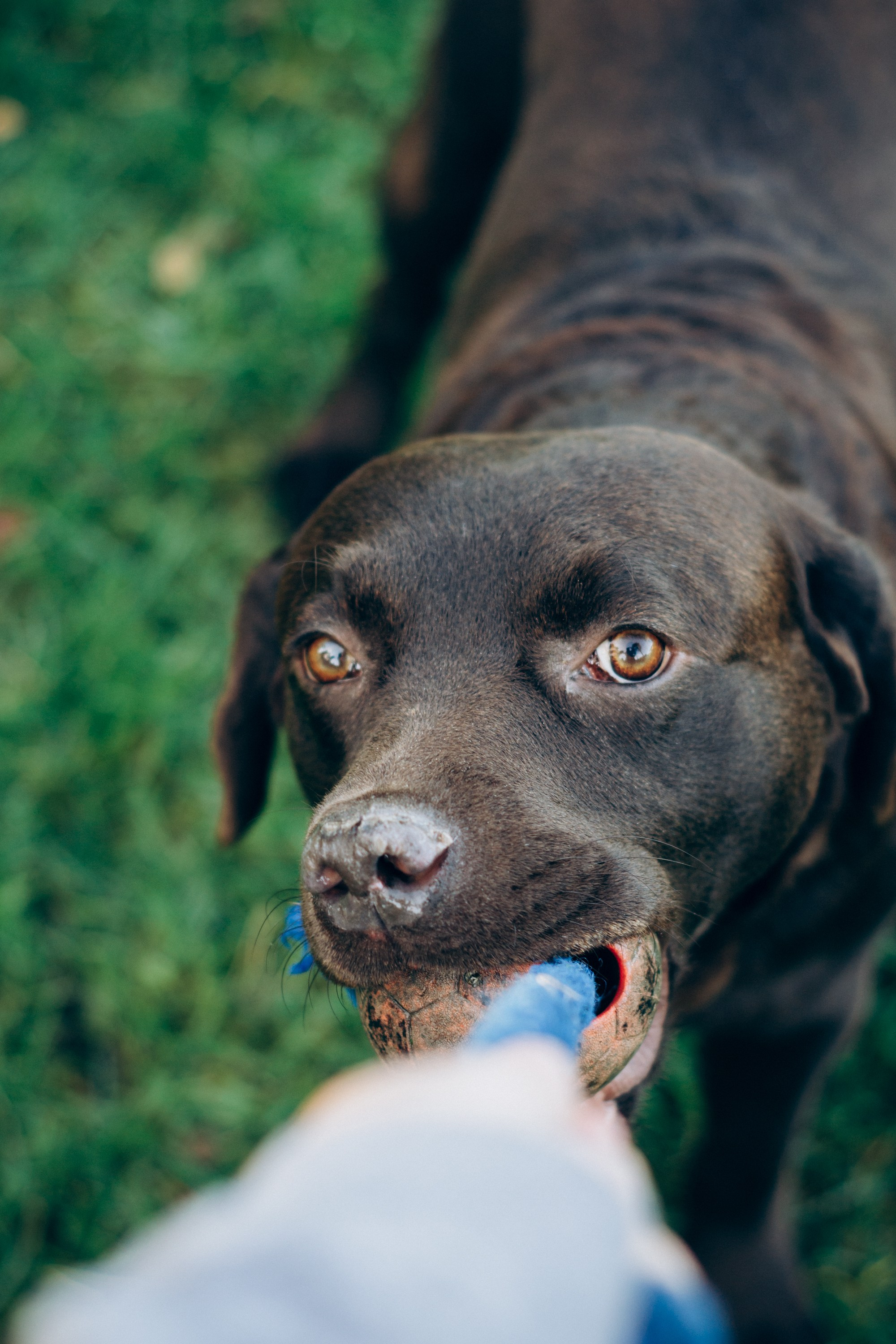 Harvi, chocolate Labrador Retriever. Kat Laisaar — Pet photographer in Tallinn