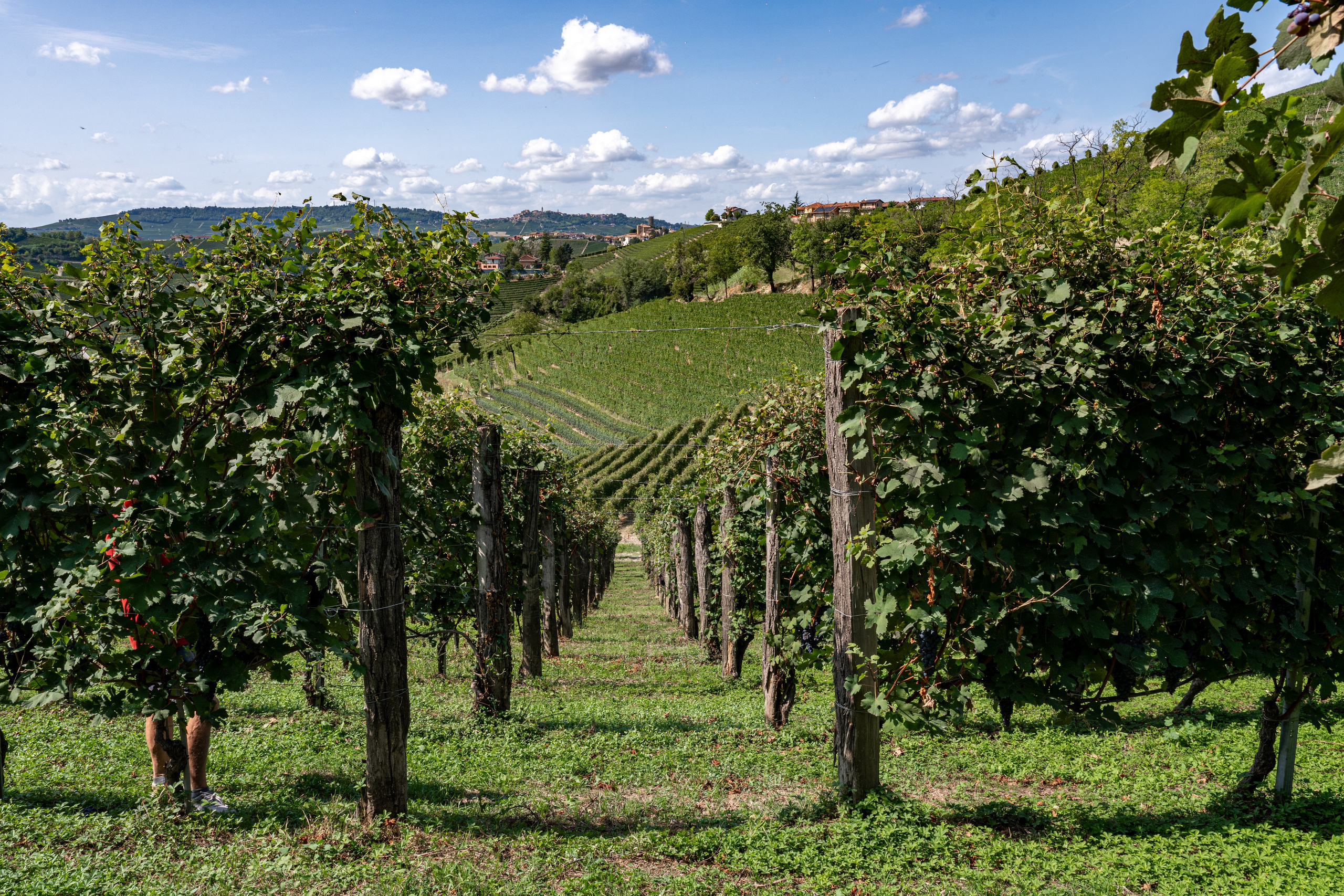 Cantine Boasso Serralunga. “Gianmaria Coscia fotografo per passione”