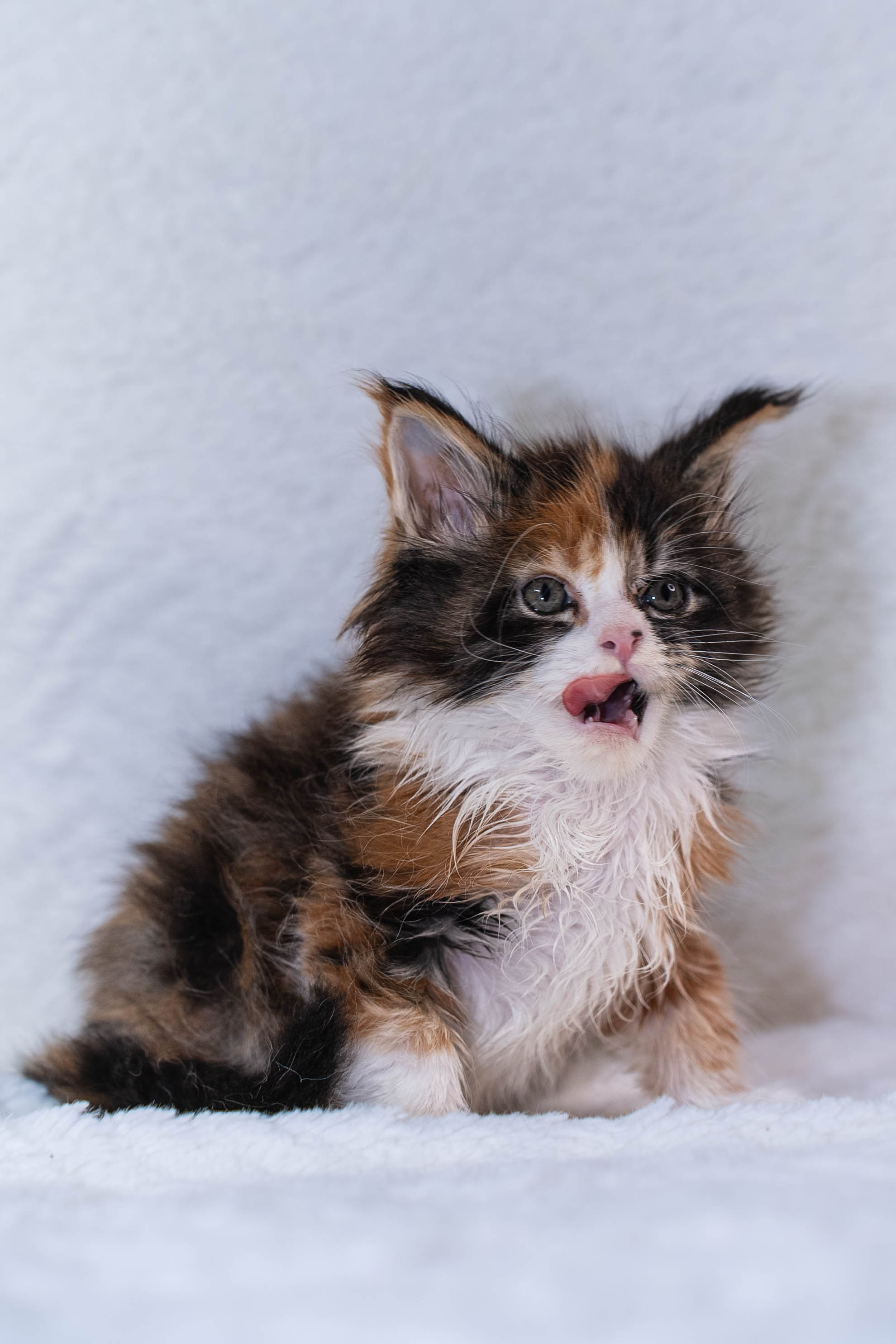 Senator Quennie. Senator Cat — Maine Coon cattery