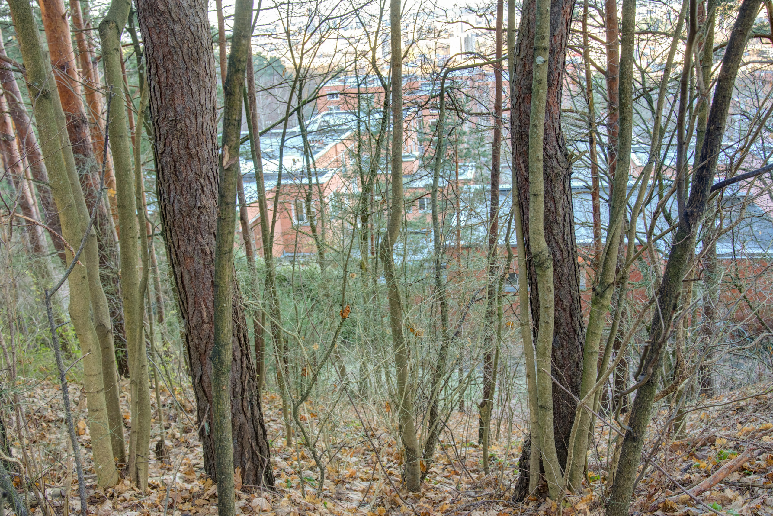 Dronas Antakalnis, Kanklių 10. Elina Sapiega fotografė Vilniuje