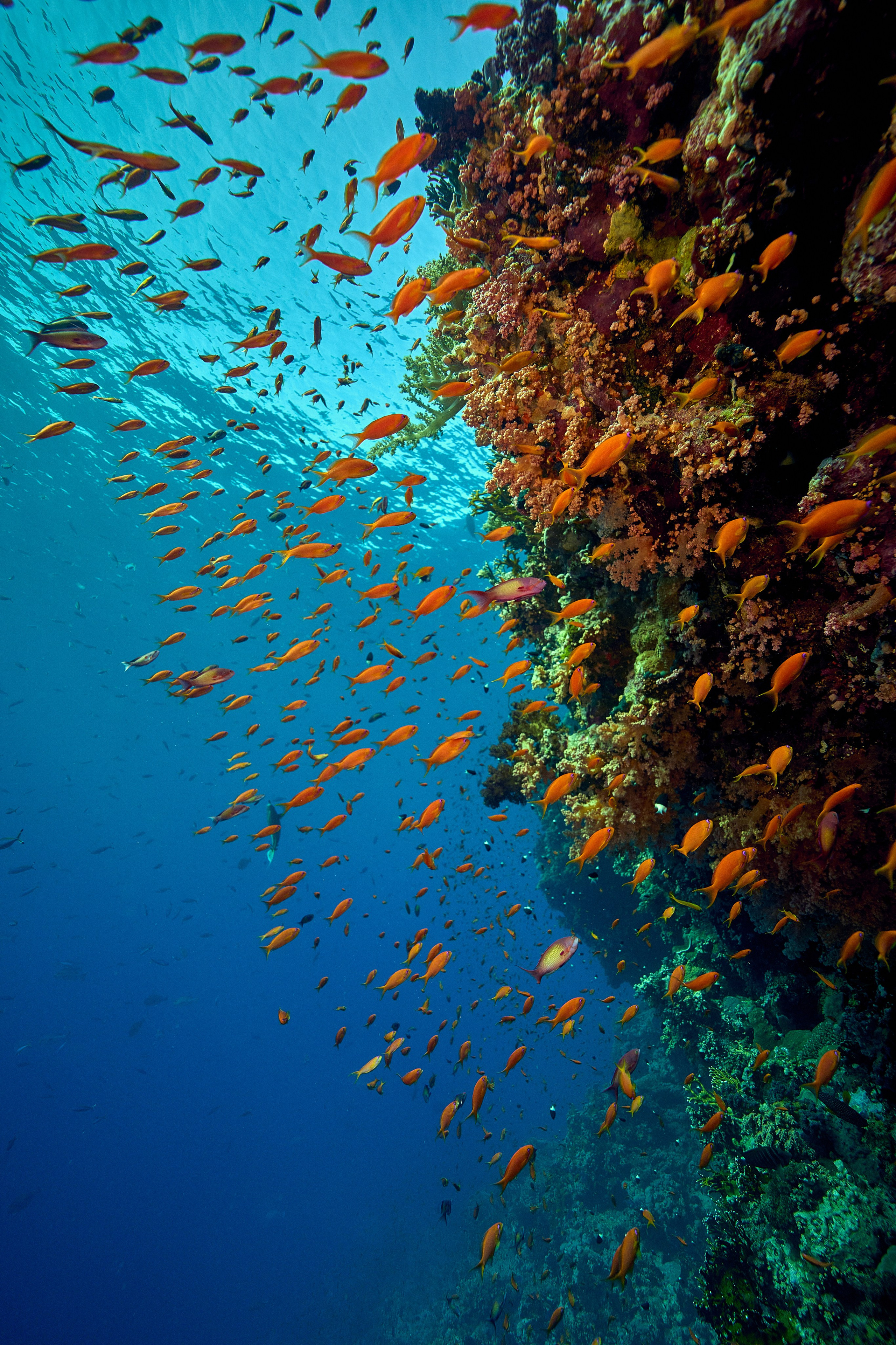 Mieszkańcy mórz. Andriej Szypilow — Photography & Videography