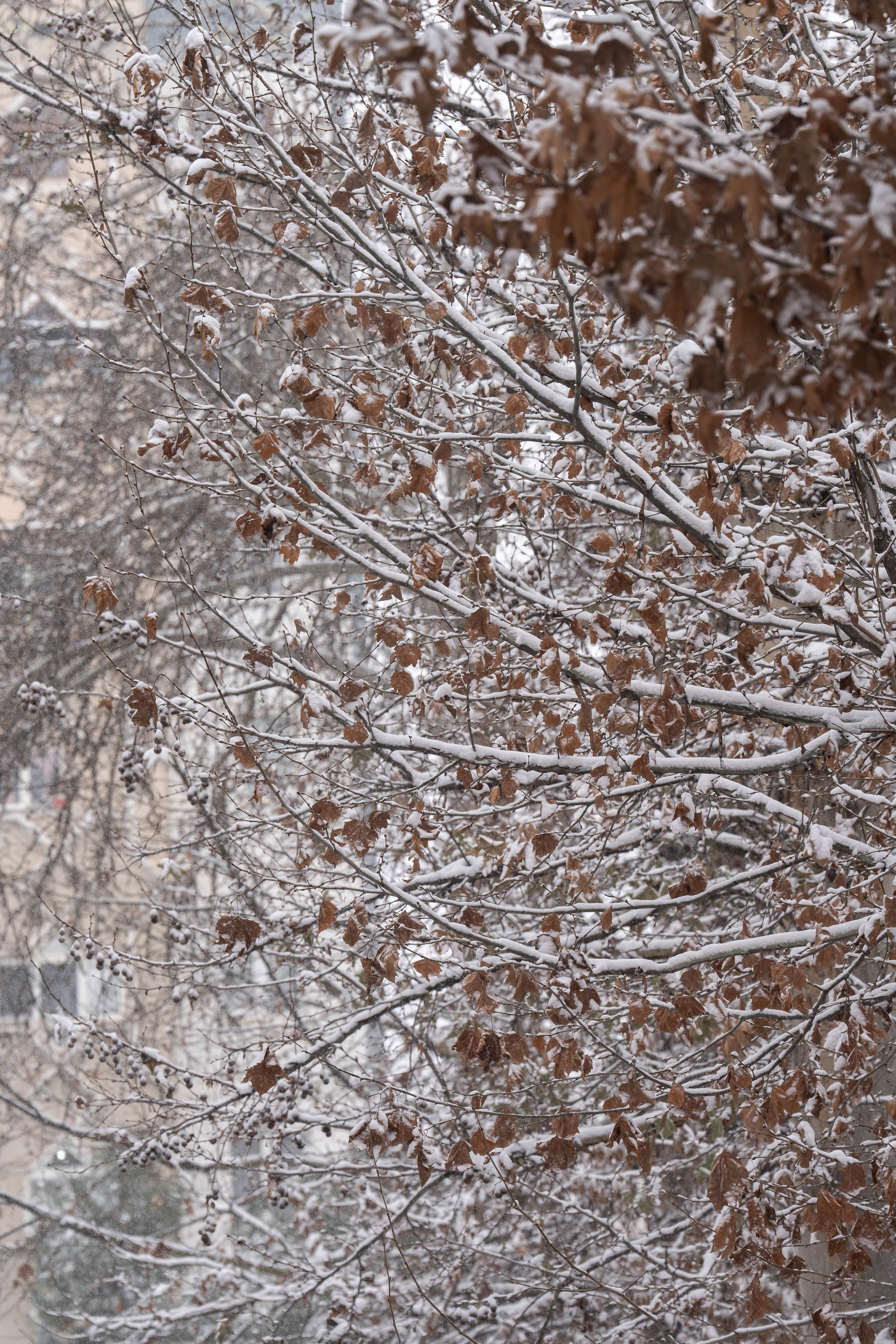 Снег. Георгий Намазов | Фотограф в Ташкенте
