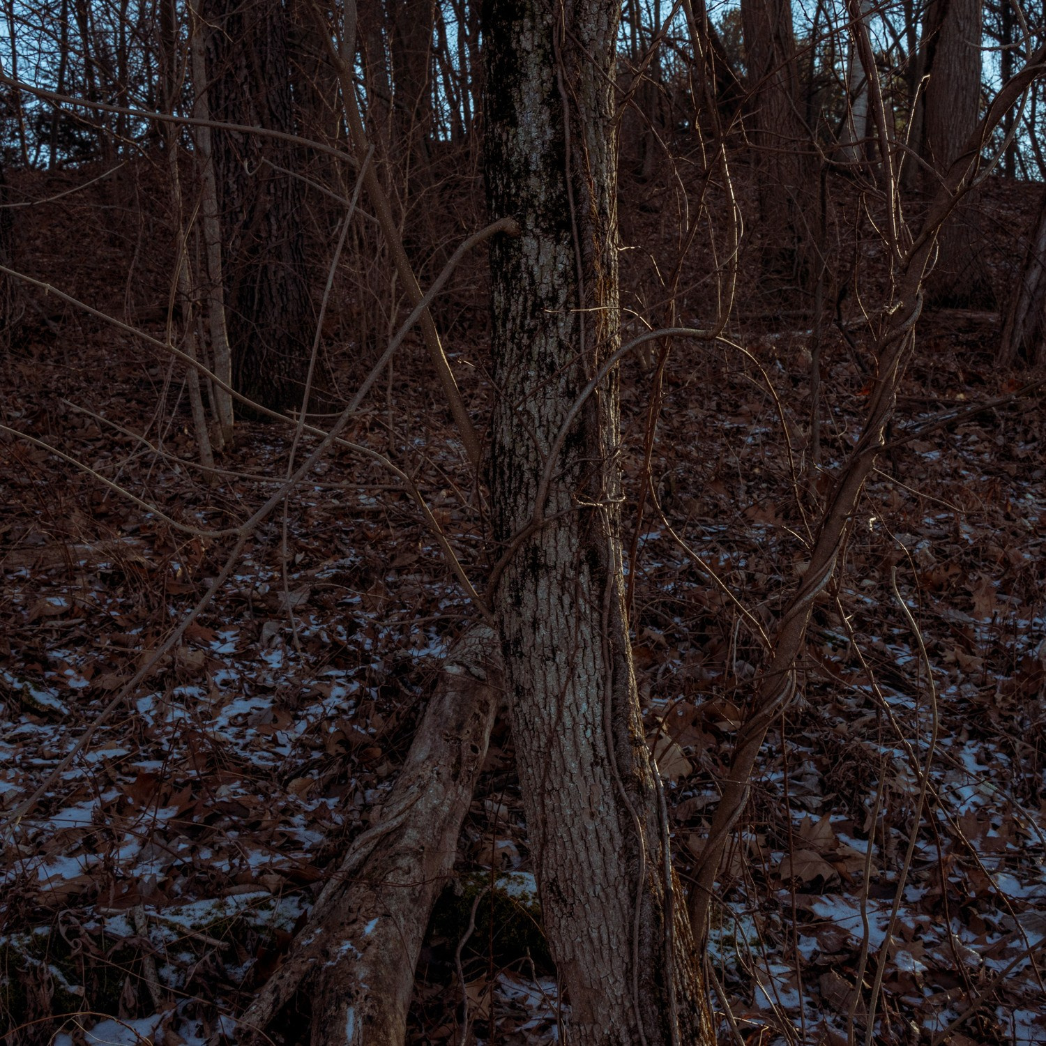 Therapeutic Photography Course: Self-Inquiry with Lens-Based Practices. Lilit Danielyan | Photographer & Videographer
