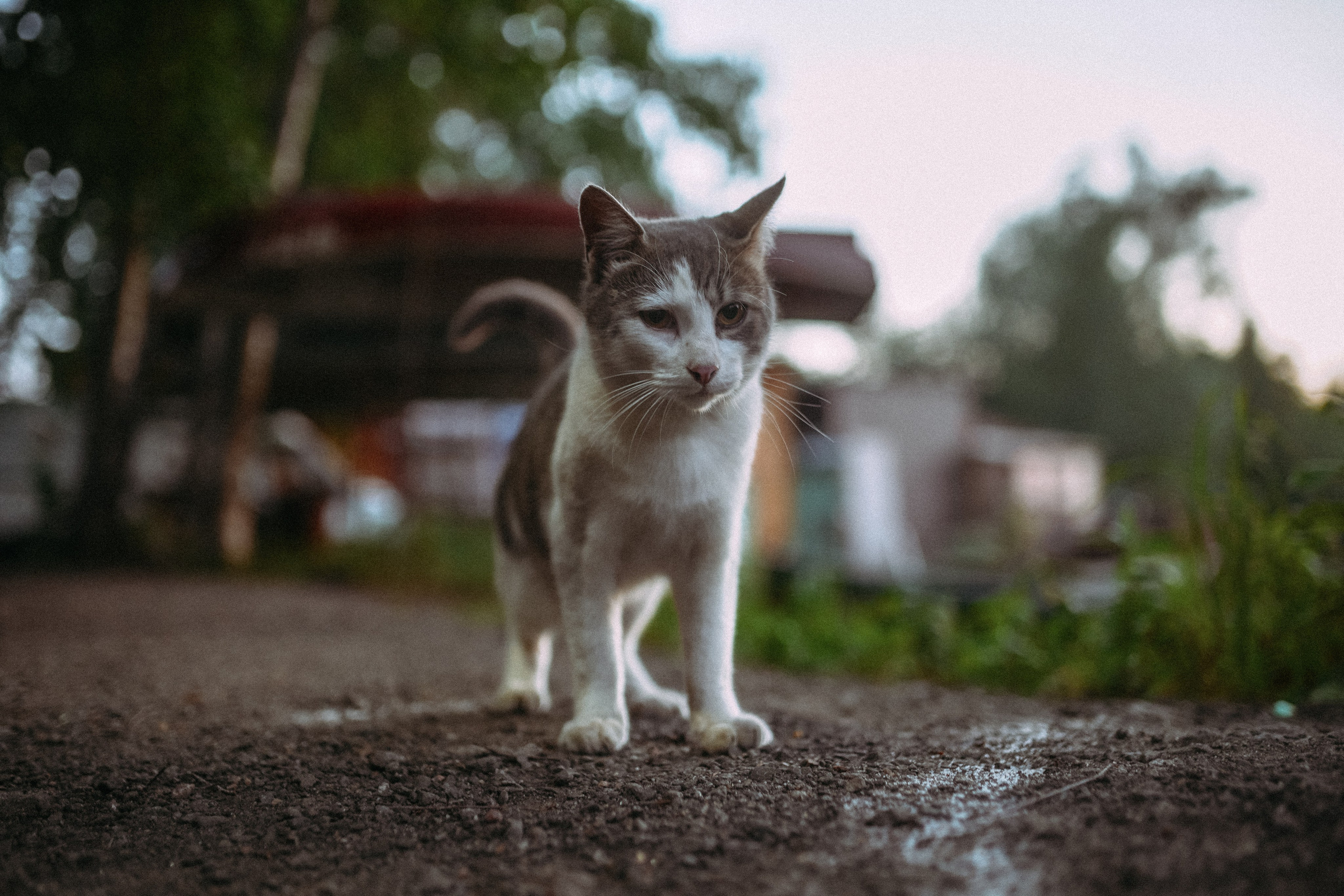 Кот шпедингера. Стрит-фотография, полная абсурда, идиотизма и красоты