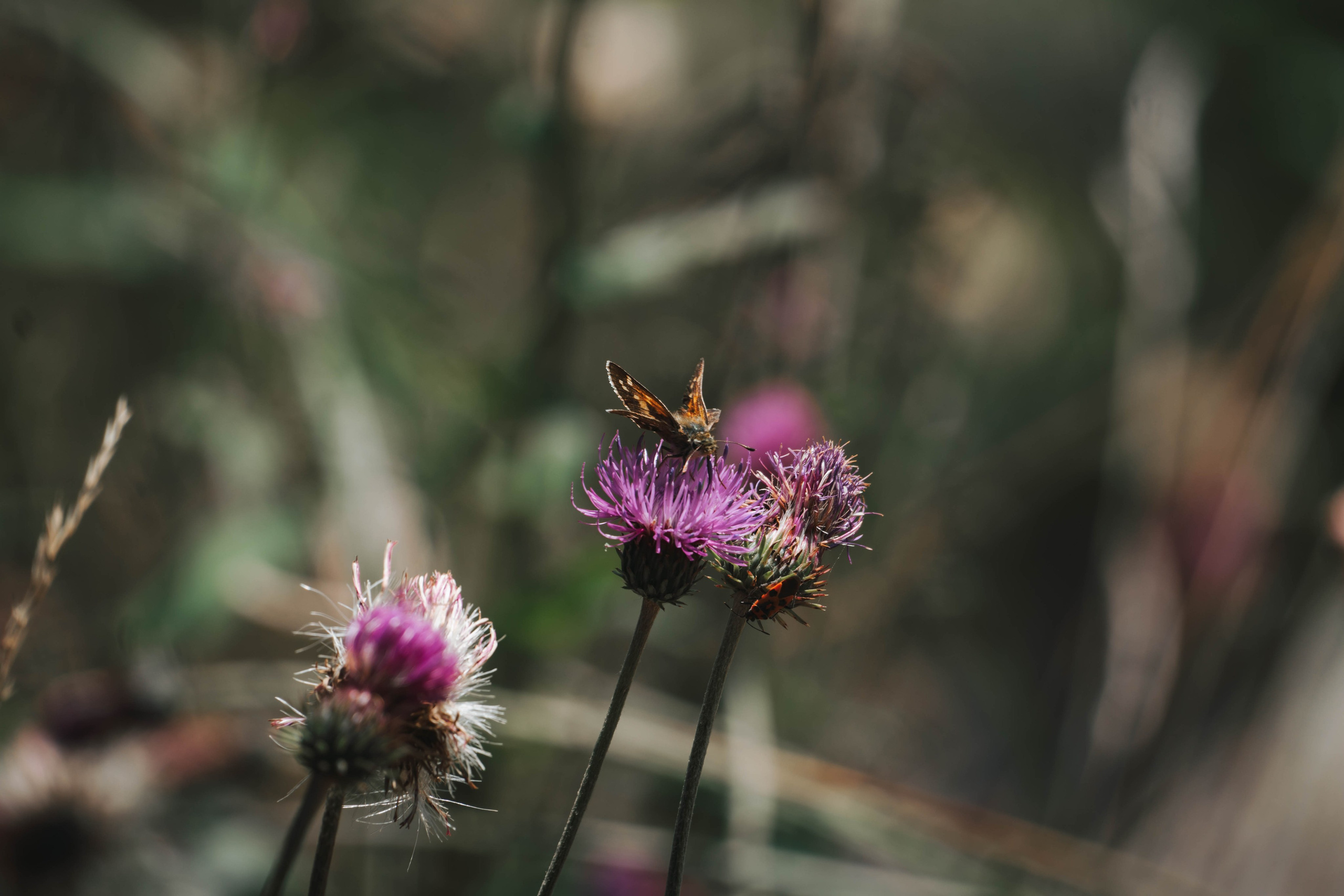 Parque Nacional de Aigüestortes y Estany de Sant Maurici. Alba del Norte Studio