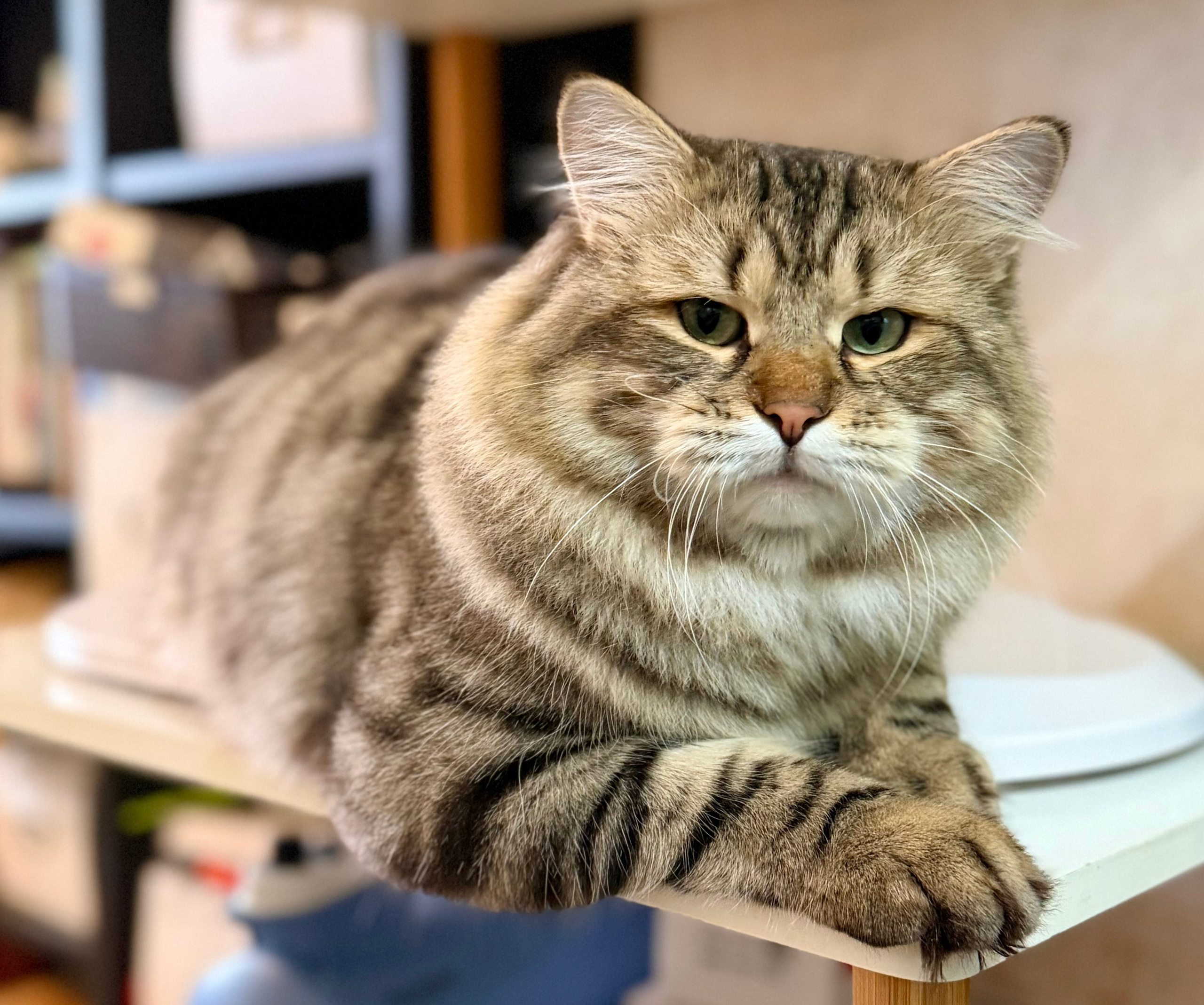 LEMON GREEN SIBERIANS CHUDO