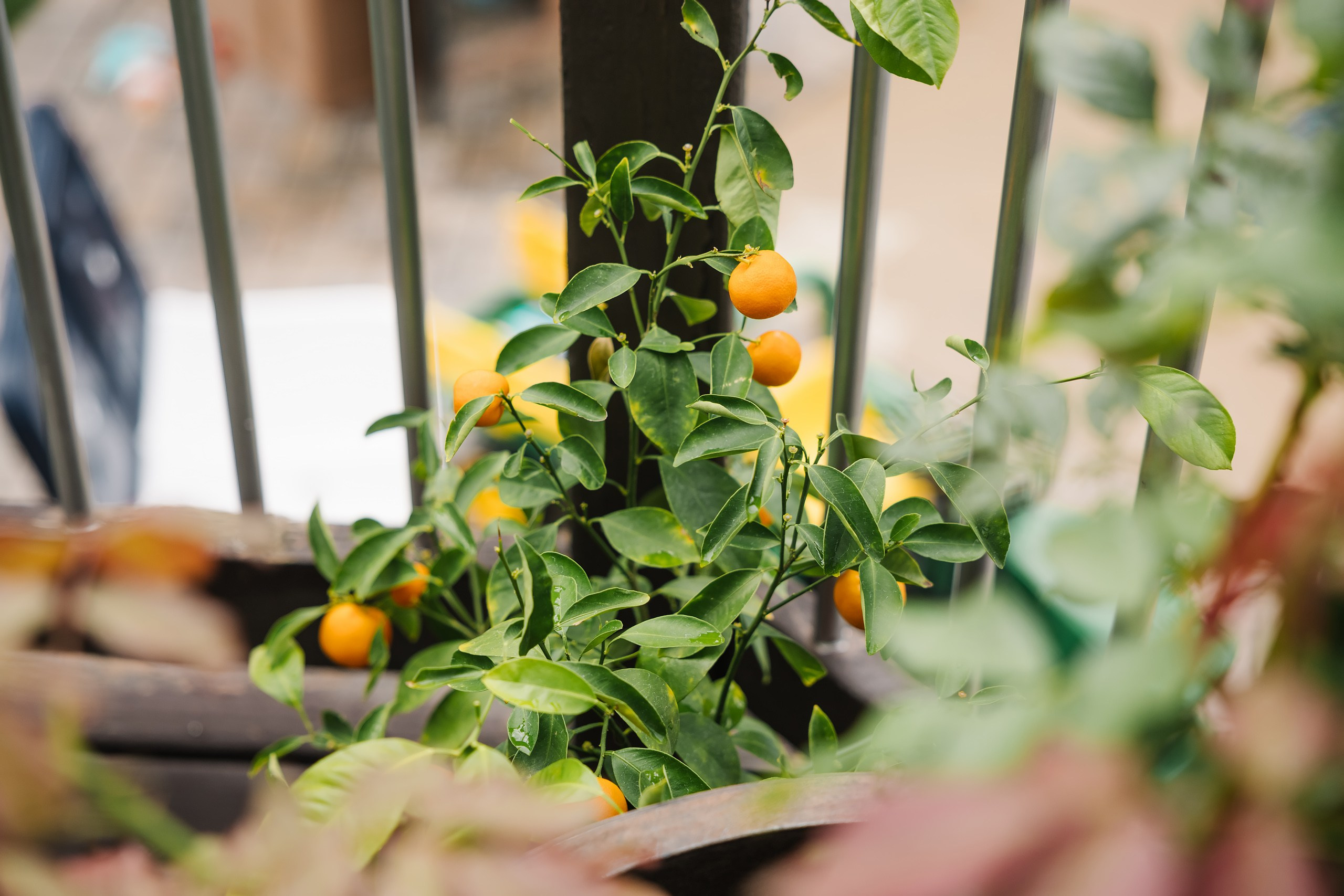 Birthday Party. Wedding family event photographer in Chicago Nick Yushevich