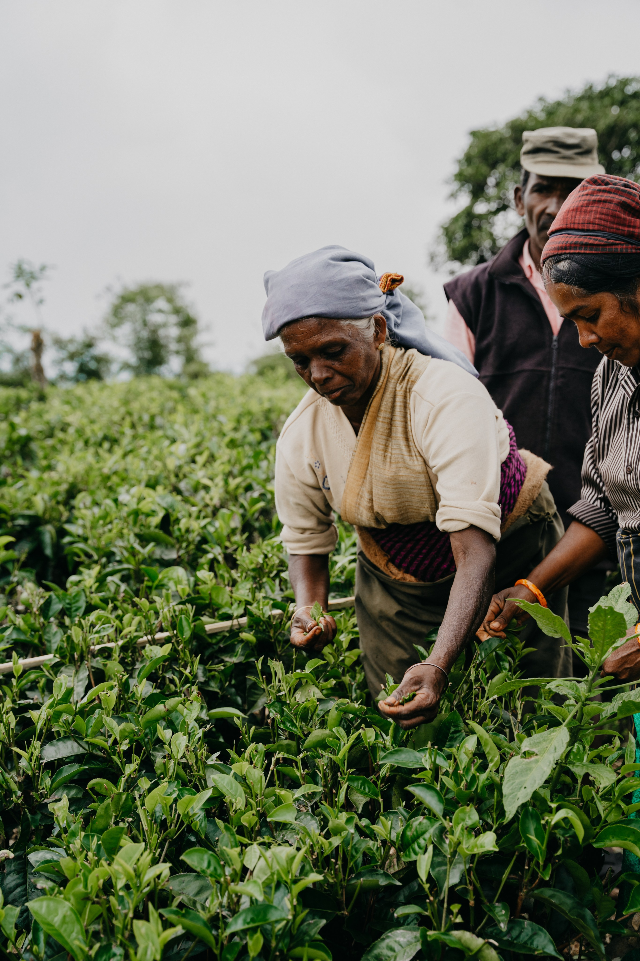 Relais & Châteaux, Tea Trails, Sri Lanka. Editorial photographer Yuliya Drazdovich
