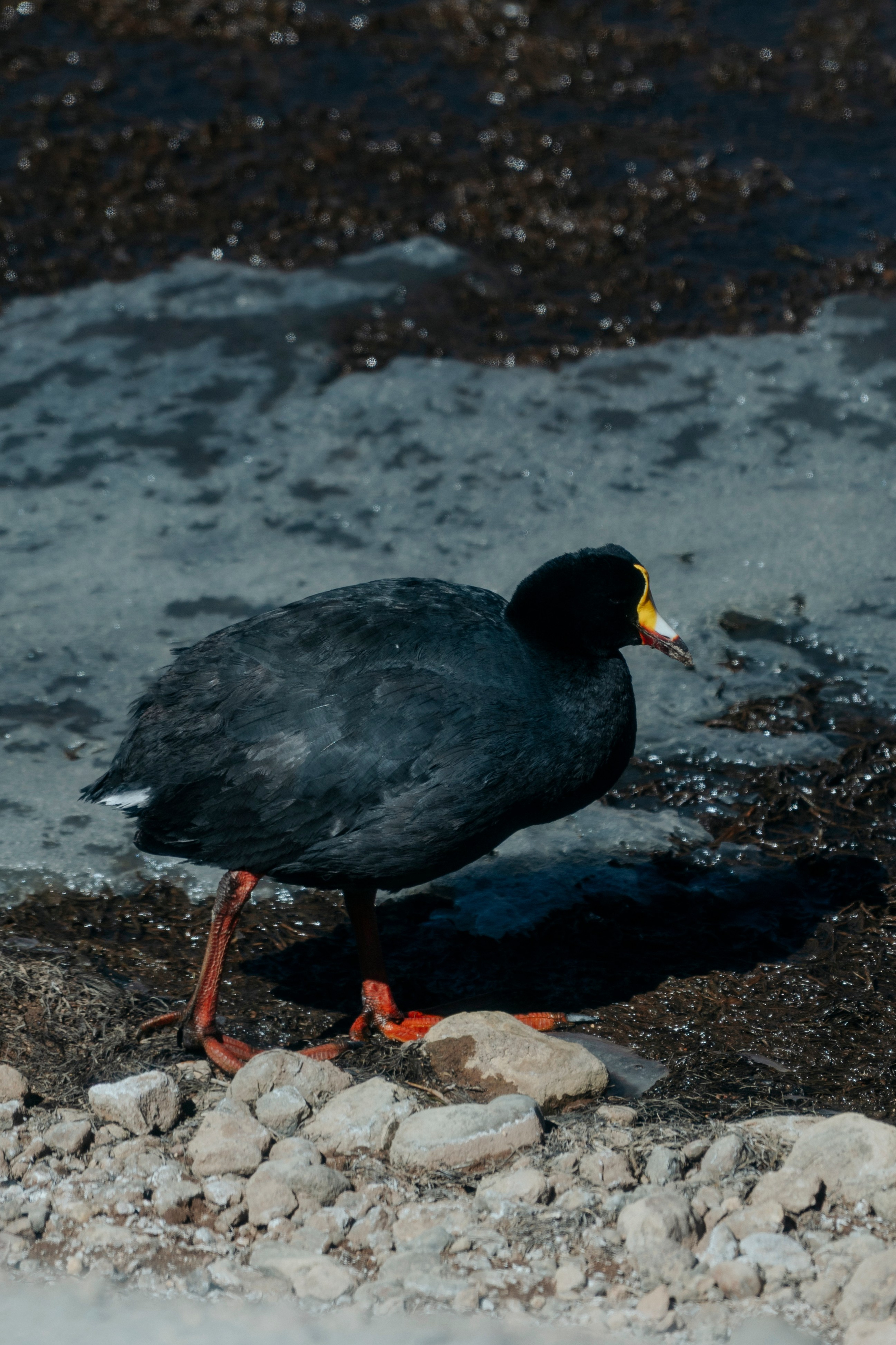 Geyser El Tatio (cobertura en tour privado). Principal