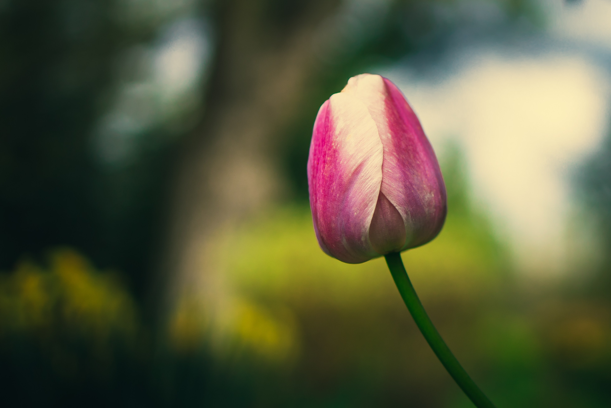 Portret bebeluș la botez realizat de Mitroi Iulian