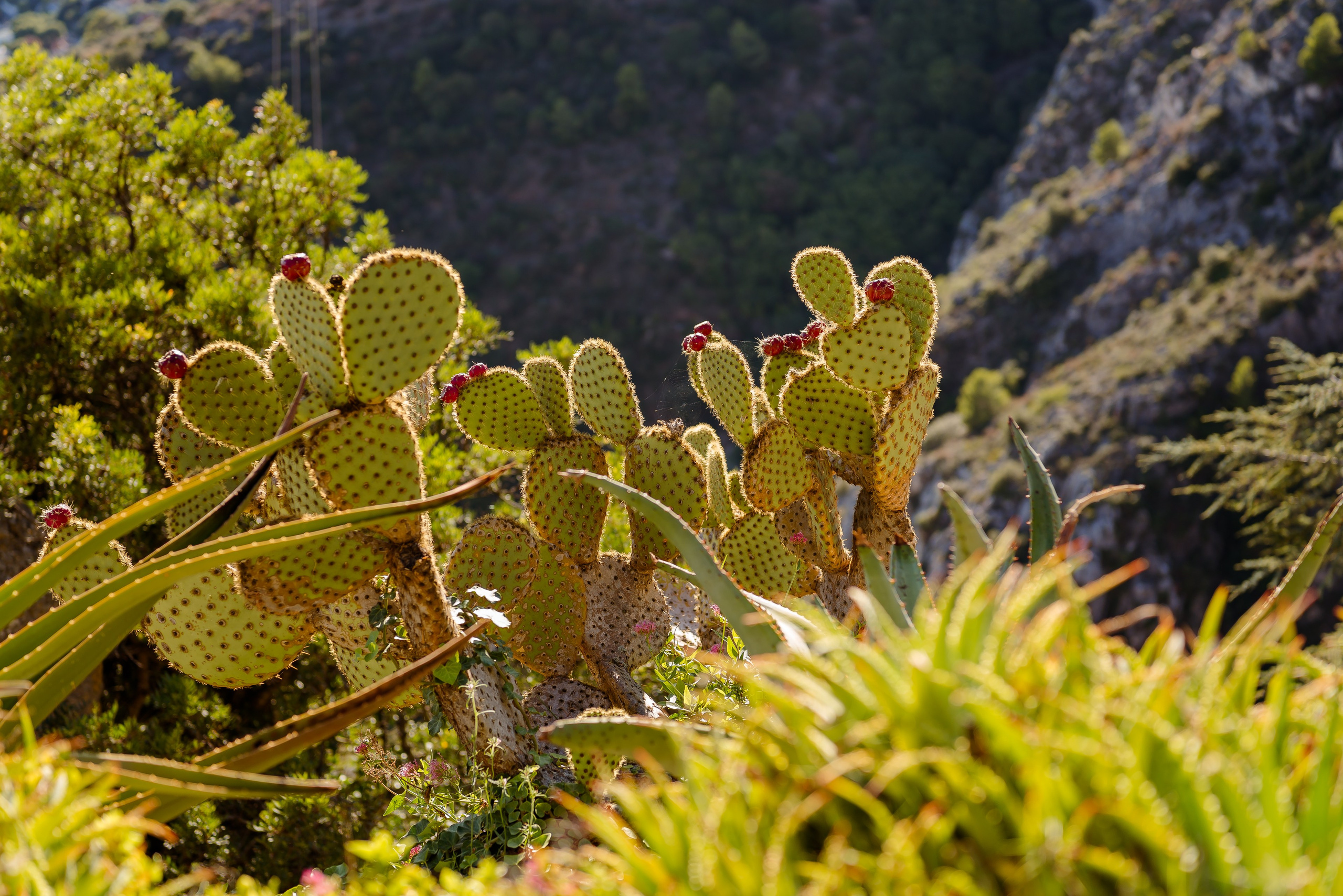 Natalia. Eze. MARIA VALUEVA Fotógrafo en Niza, Cannes, Monaco, Francia, Europe, Estambul, Turquía