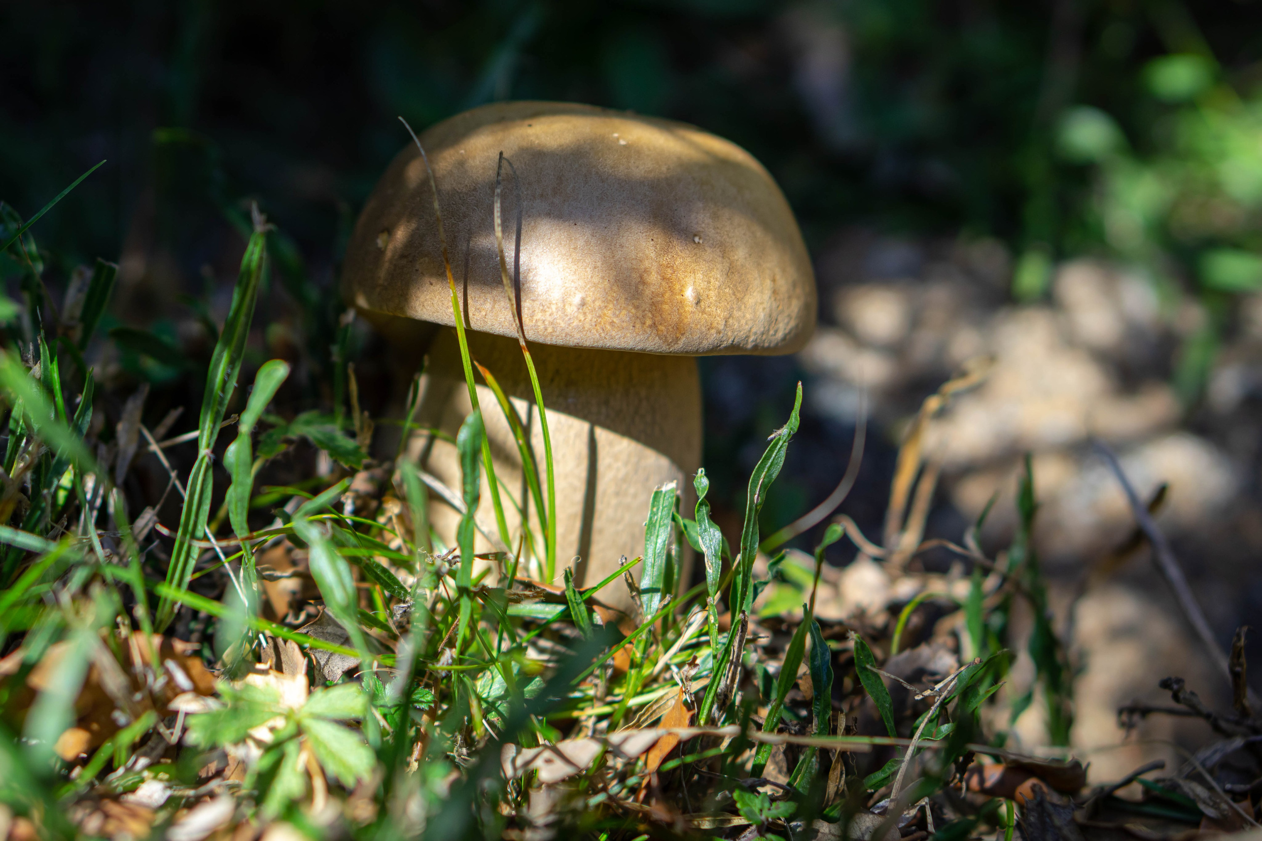 Bocetos. Alba del Norte Studio