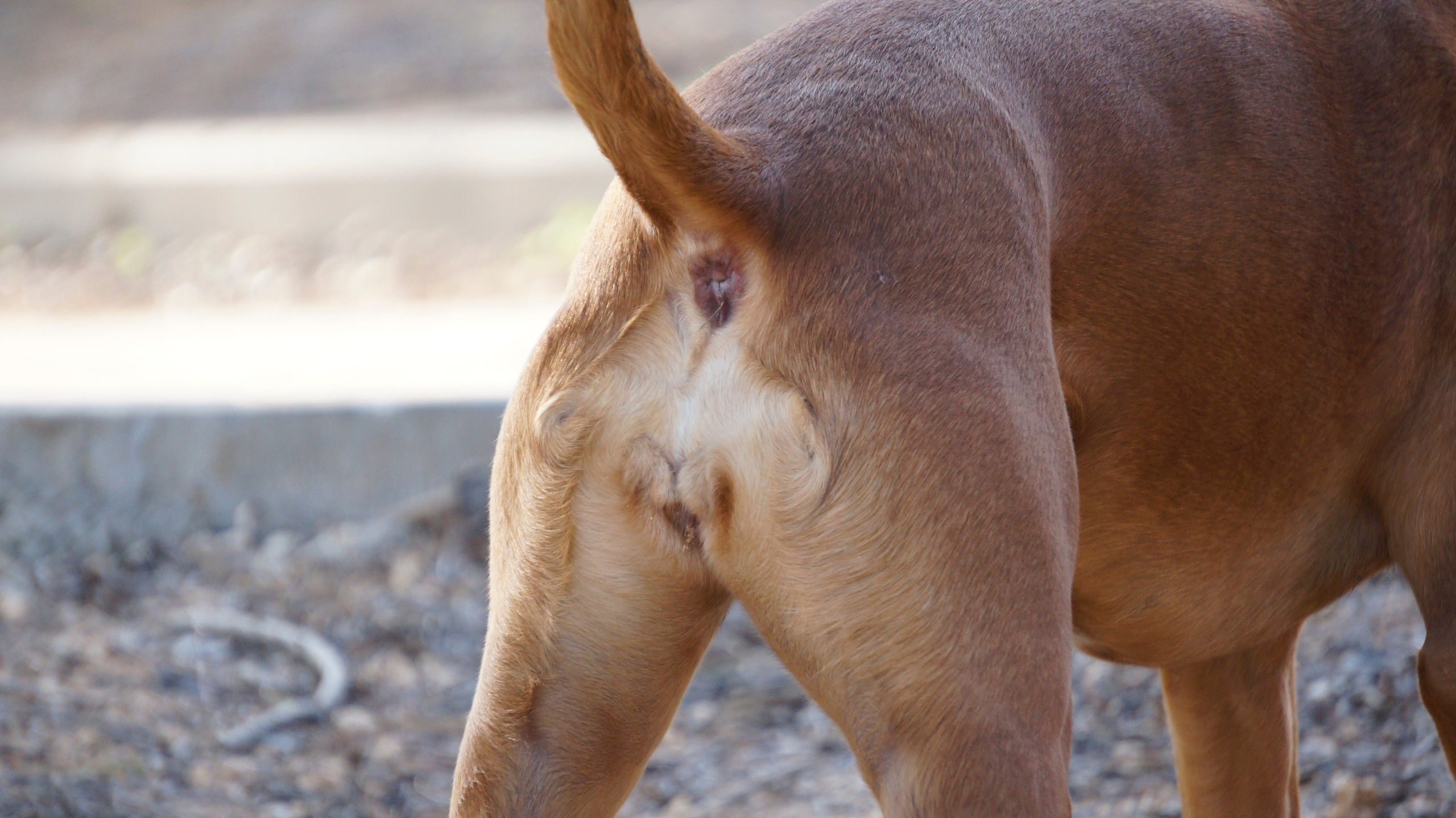 My ״Star״ Boxer Dog