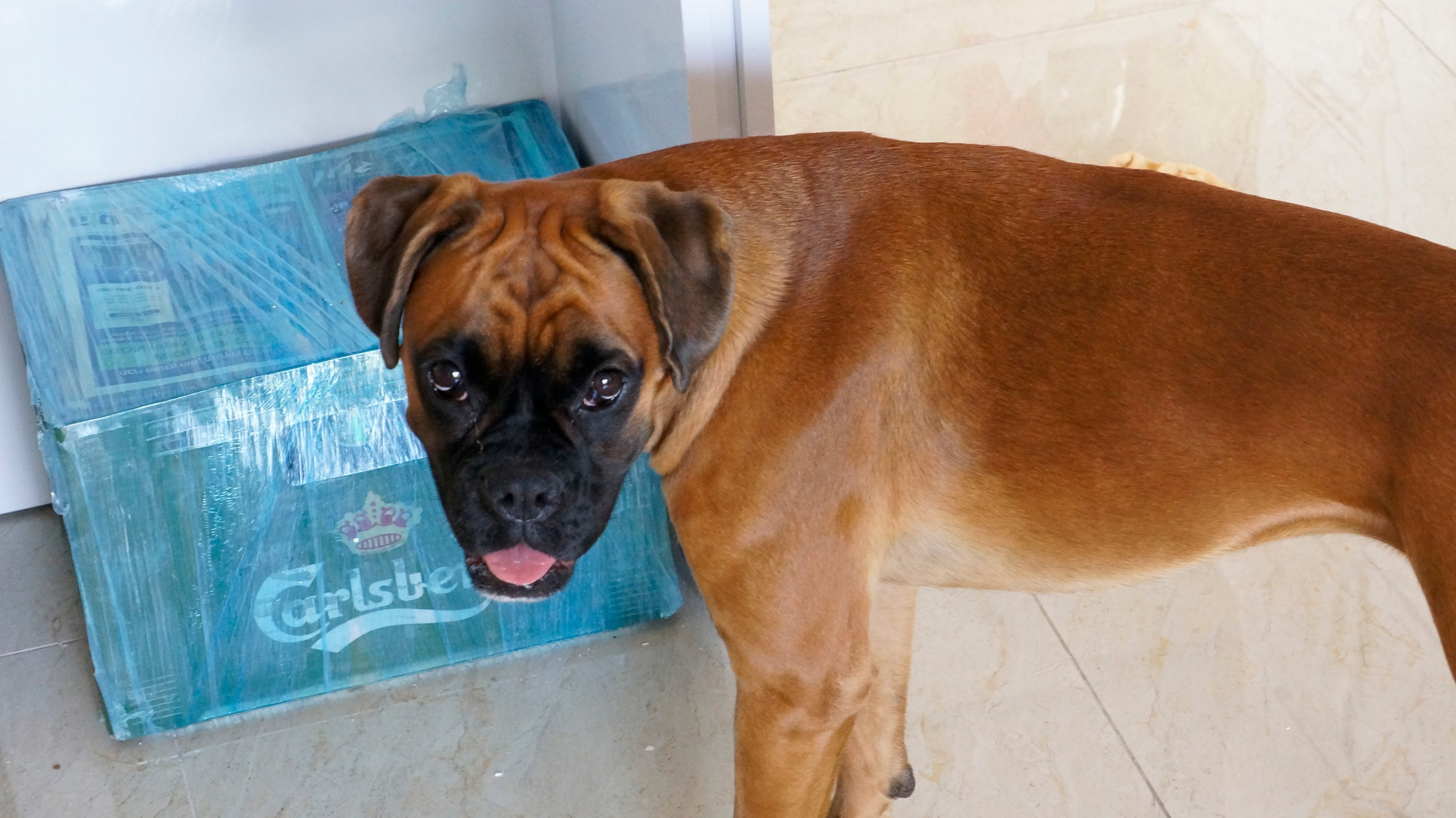 My ״Star״ Boxer Dog