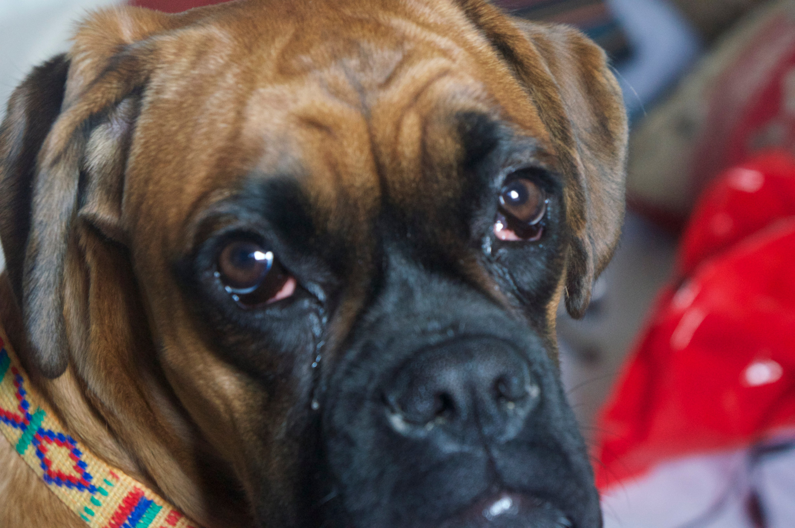 My ״Star״ Boxer Dog