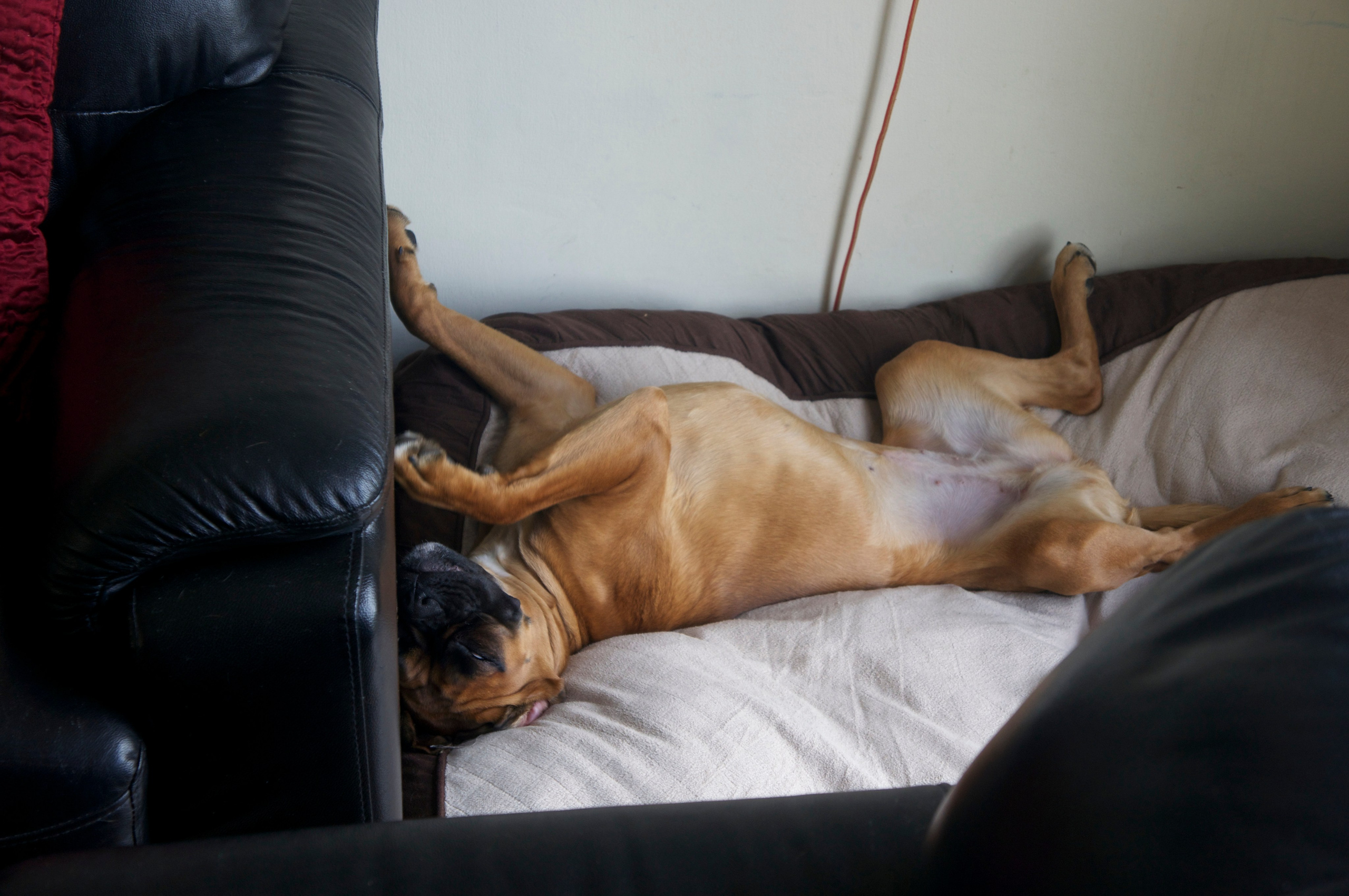 My ״Star״ Boxer Dog