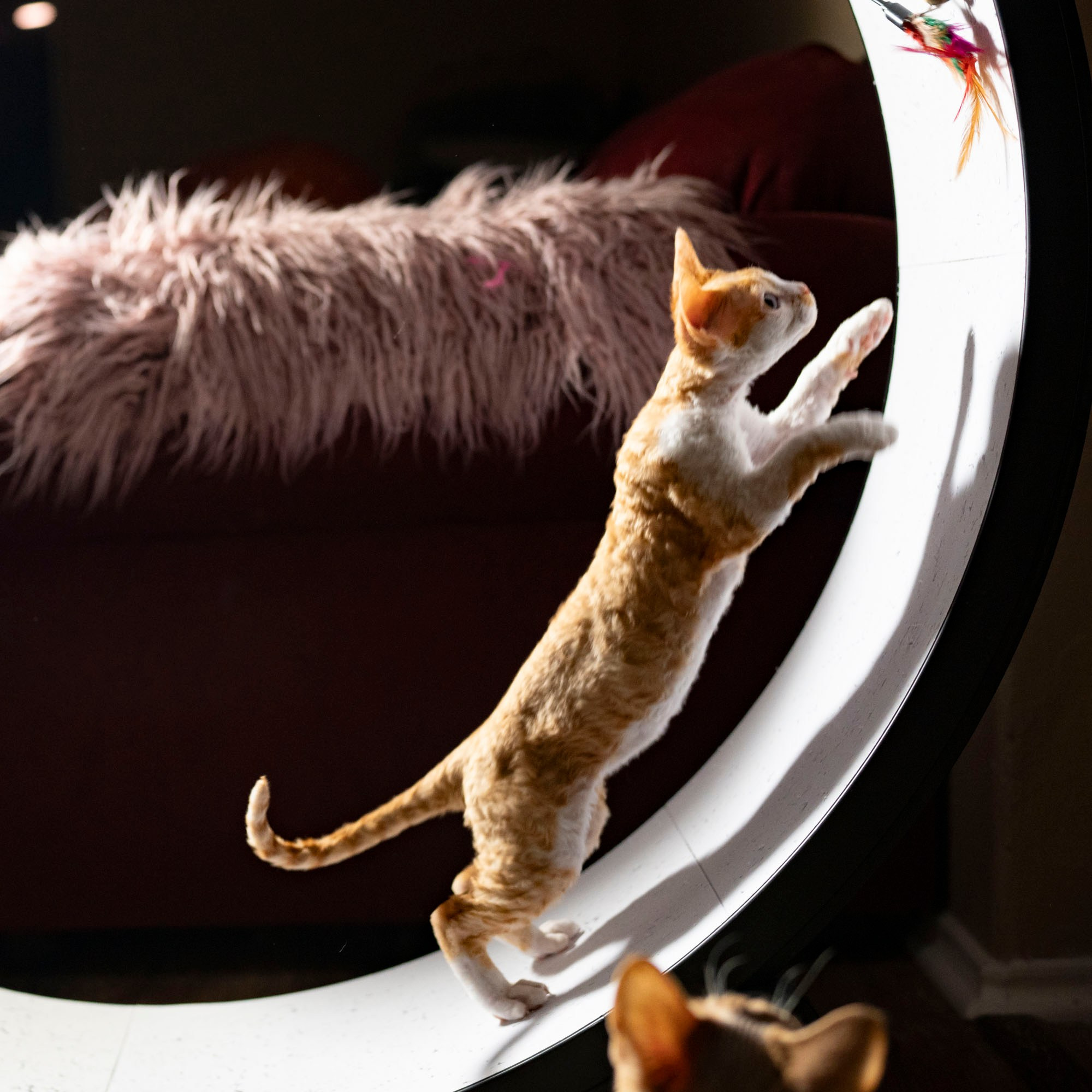 Buster, Boy, born on 29.07.23, SOLD. Devon Rex Pixie Cattery