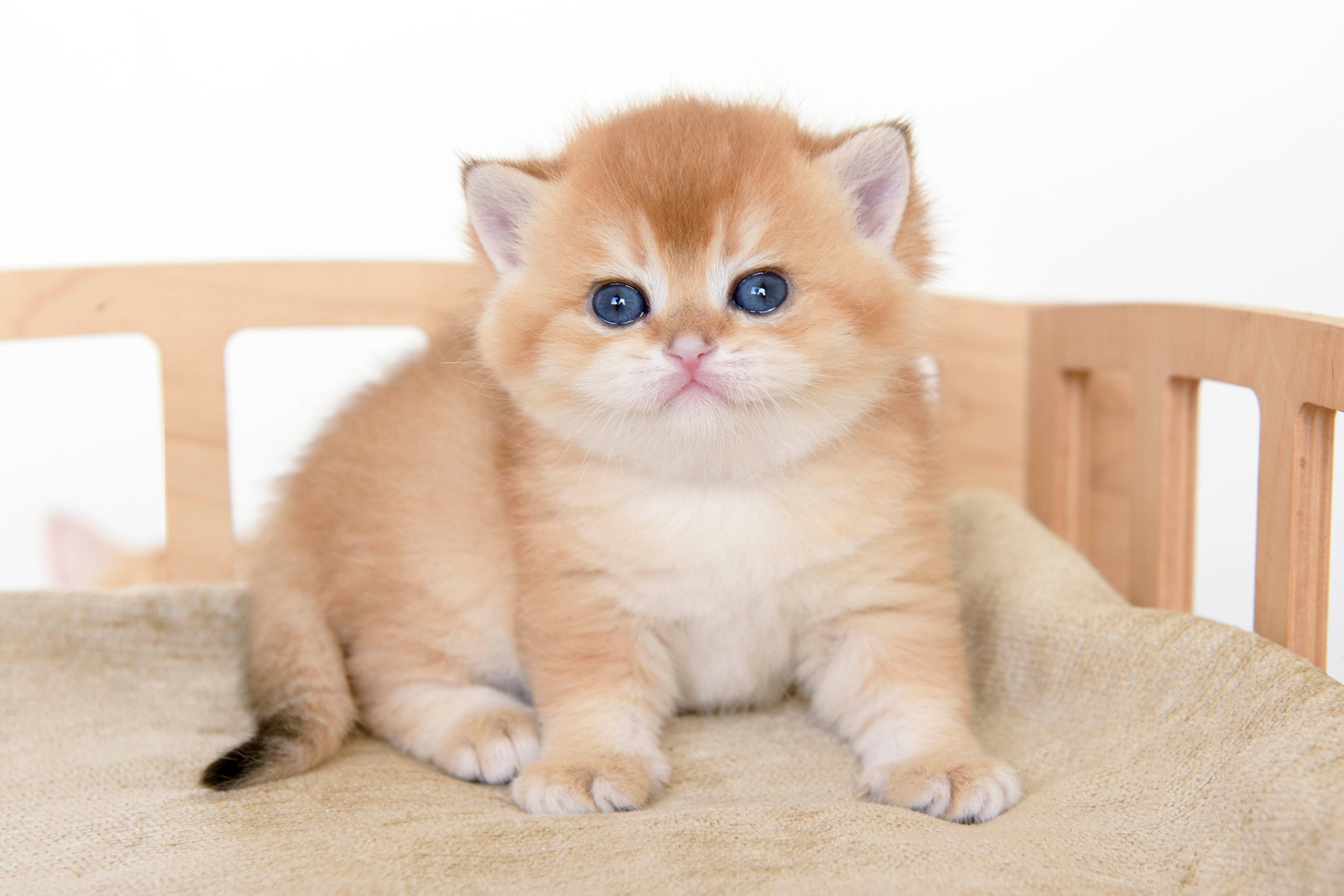 Εκτροφειο βρετανικης κοντότριχης γατας στην Ελλαδα, εκτροφειο british shorthair Αθηνα, εκτροφείο βρετανικής κοντότριχης στην Αθήνα, βρετανικη κοντοτριχη τσιντσιλα, χρυση βρετανική γάτα, βρετανική κοντότριχη γάτα με pedigree, βρετανική κοντότριχη γάτα τιμή, βρετανική μακρύτριχη γάτα, εκτροφείο βρετανικής κοντότριχης γάτας στην Κύπρο, βρετανική γάτα στην Κύπρο τιμή, χρυσή βρετανική γάτα στην Κύπρο, χρυσή βρετανική γάτα Λεμεσός, εκτροφειο βρετανικης γατας Θεσσαλονικη, βρετανικο γατακι τιμη Λεμεσος, βρετανικο γατακι τιμη, βρετανικη γατα Κυπρος, βρετανικη κοντοτριχη γατα τιμη, εκτροφειο βρετανικης κοντοτριχης Θεσσαλονικη