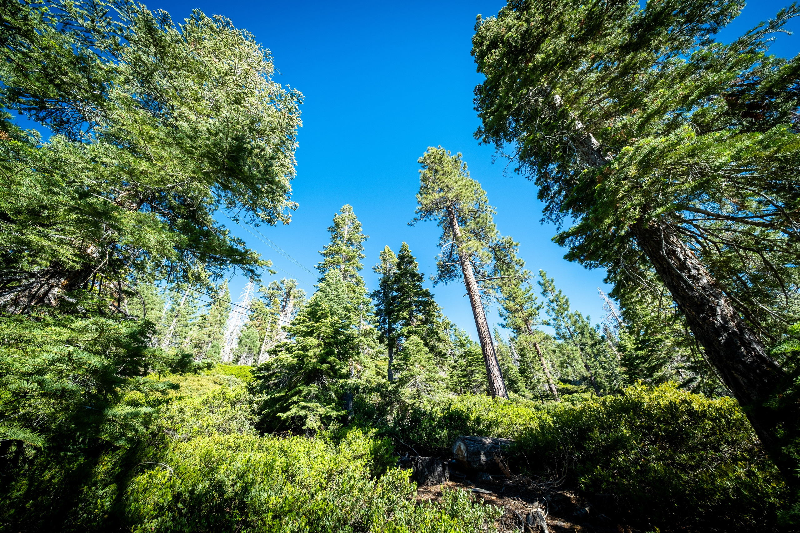 TAHOE. Reportage concert portrait photography in the San Francisco Bay Area