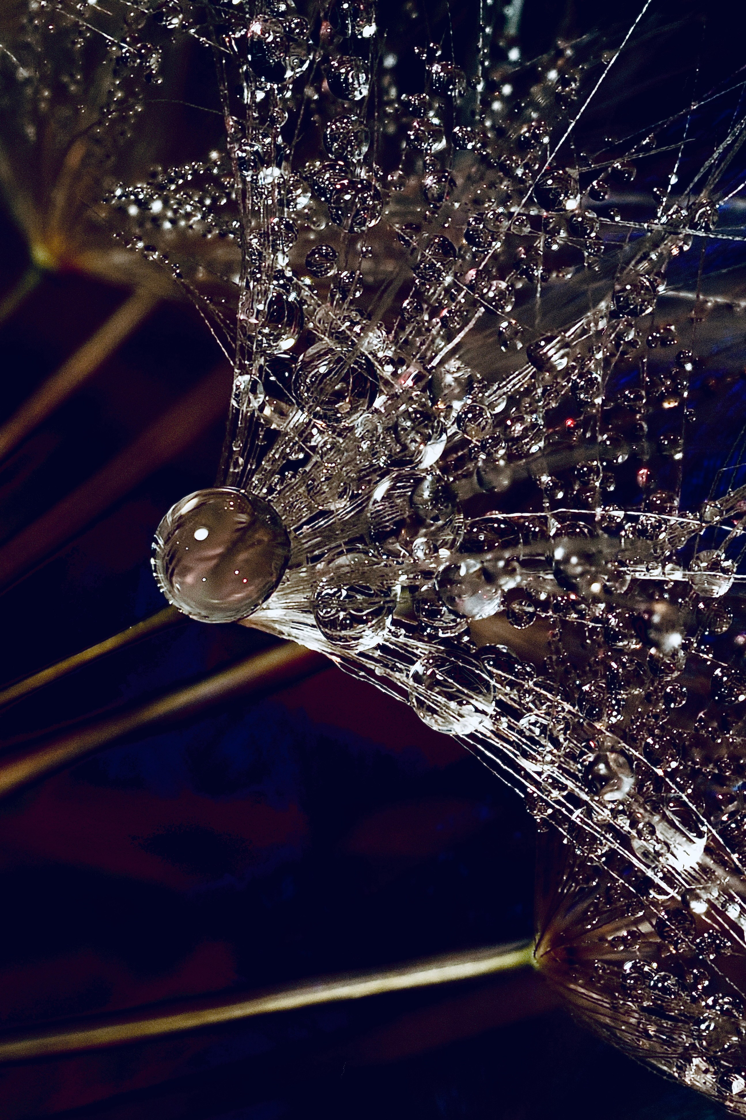 Portfolio. Bev bingham macro photographic artist