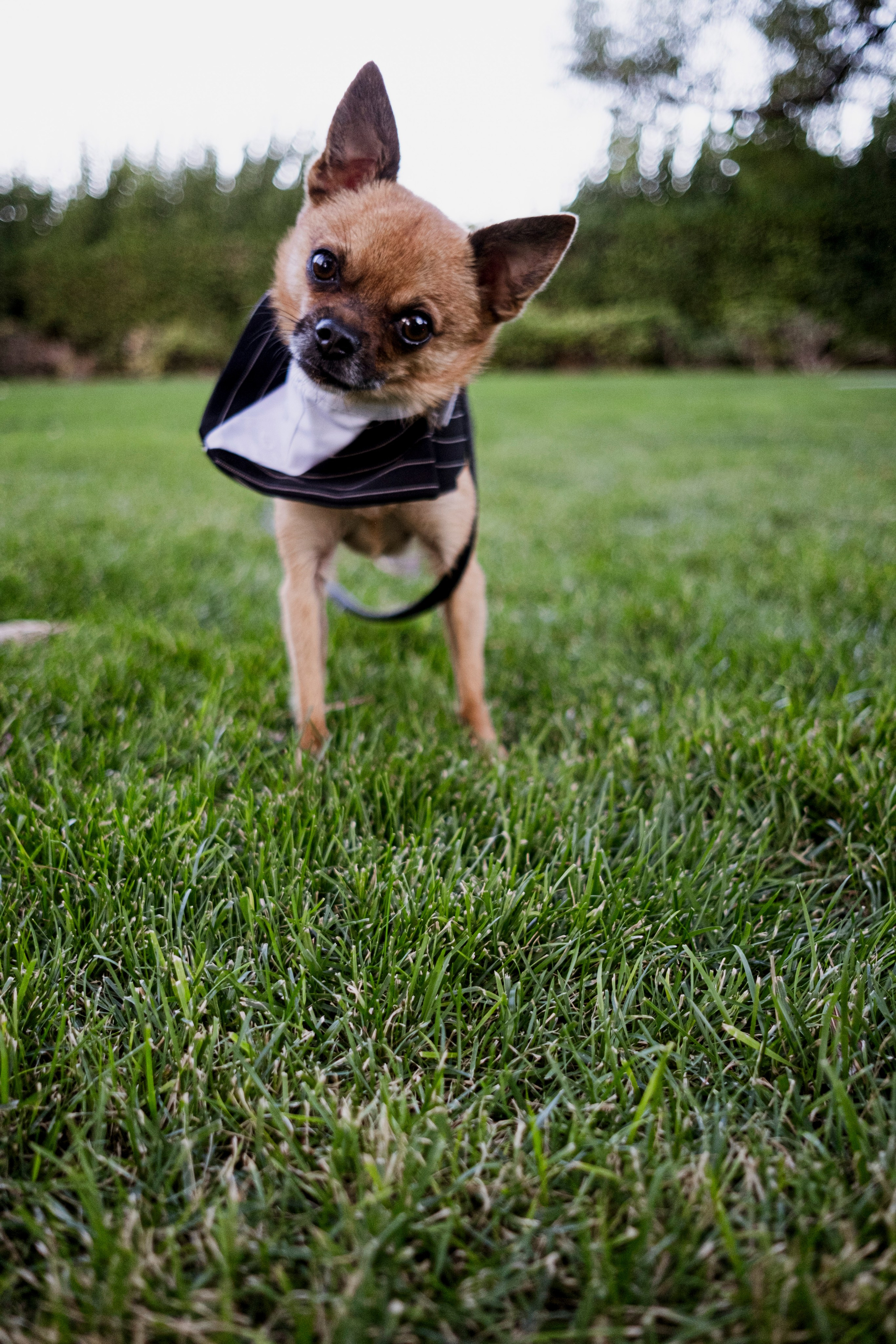 Wedding photographer Las Vegas