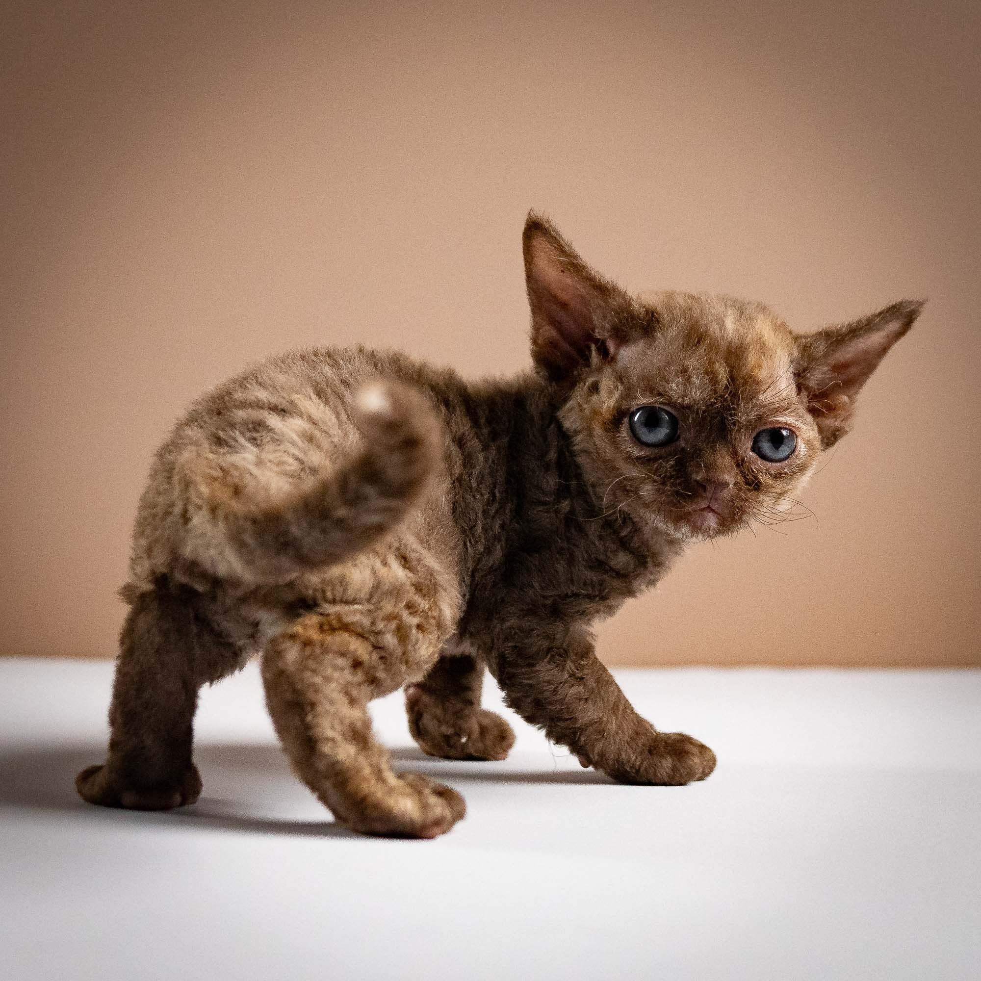 Olivia, girl, born 02.08.26. Devon Rex Pixie Cattery