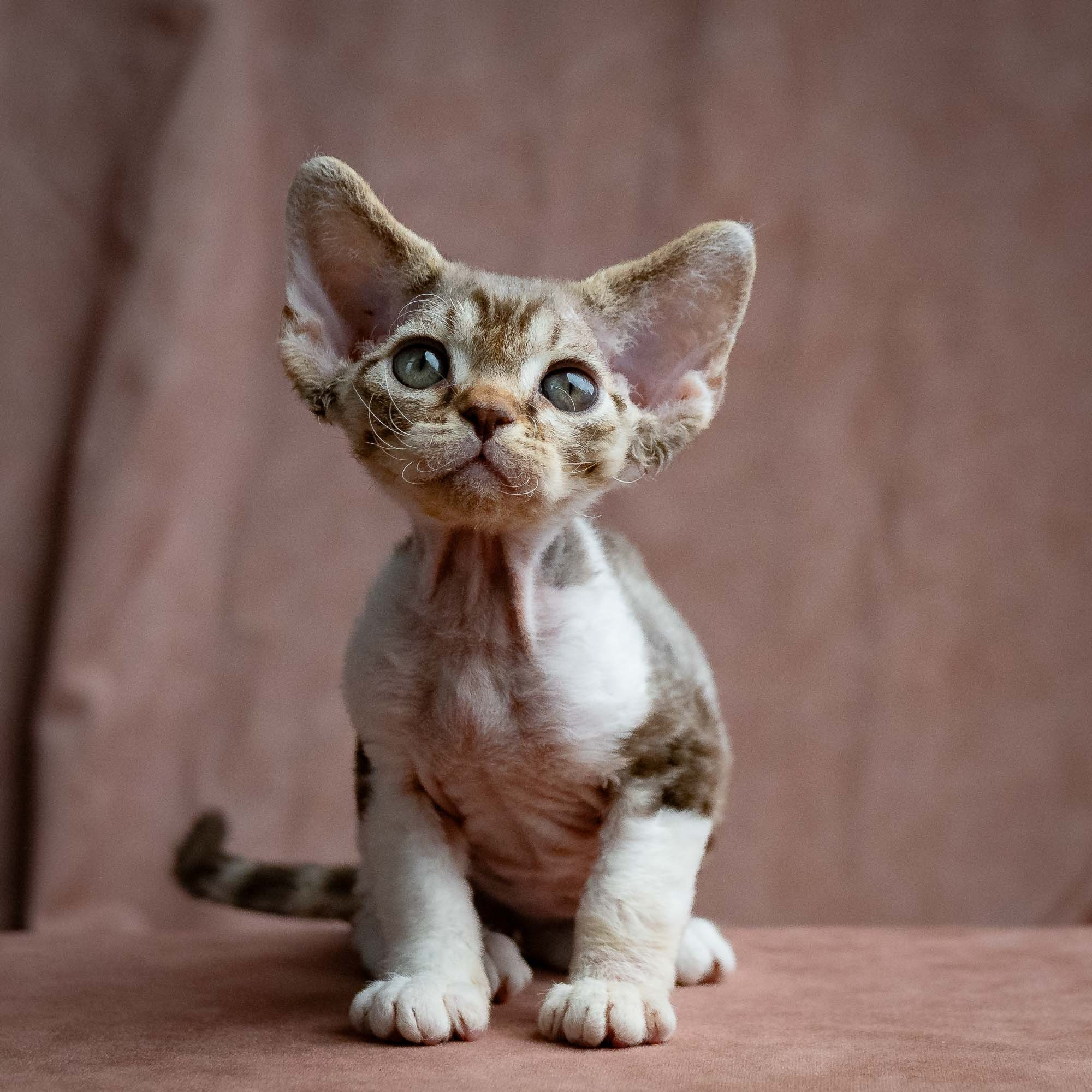 Simon, boy, born 05.15.26. Devon Rex Pixie Cattery