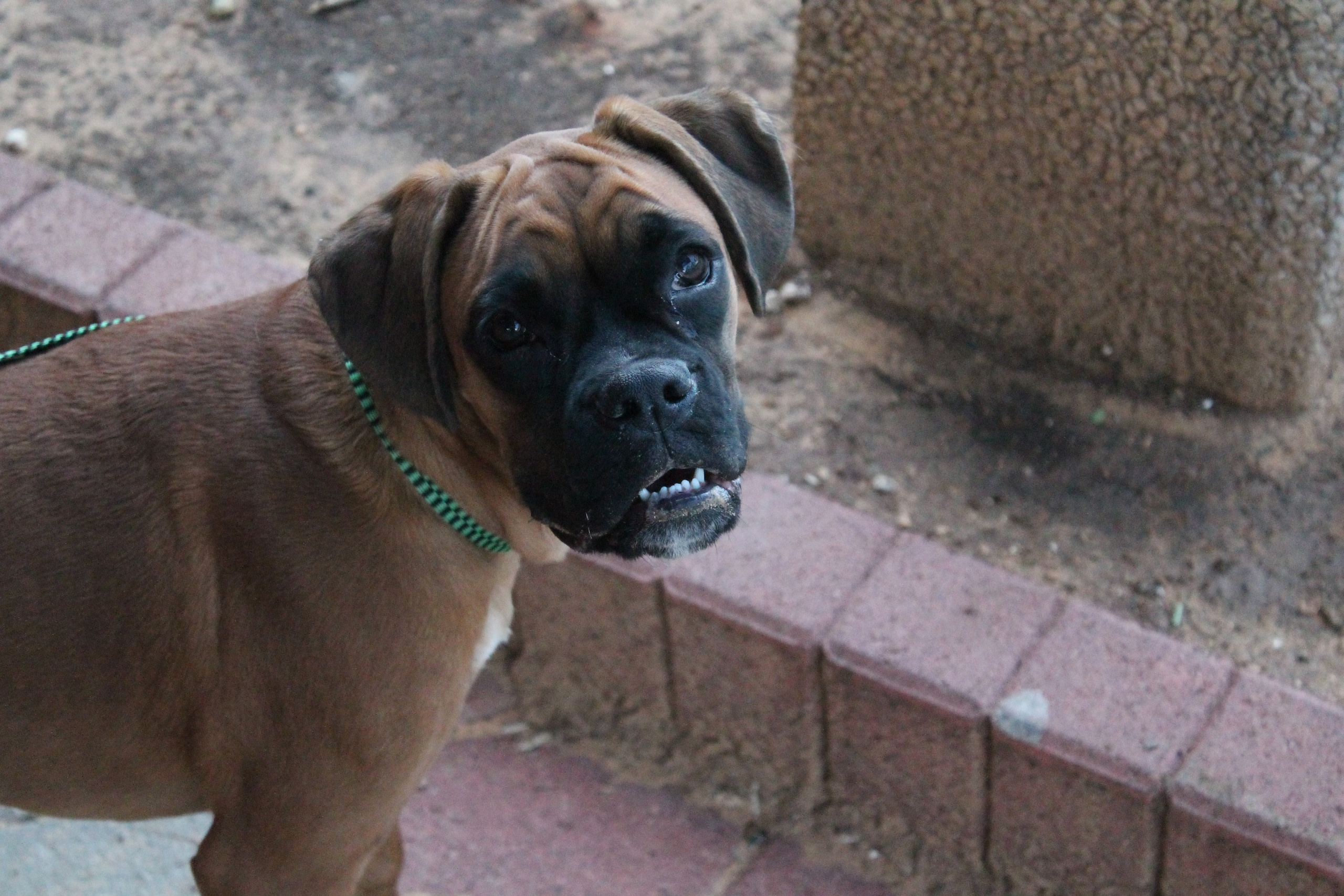 My ״Star״ Boxer Dog