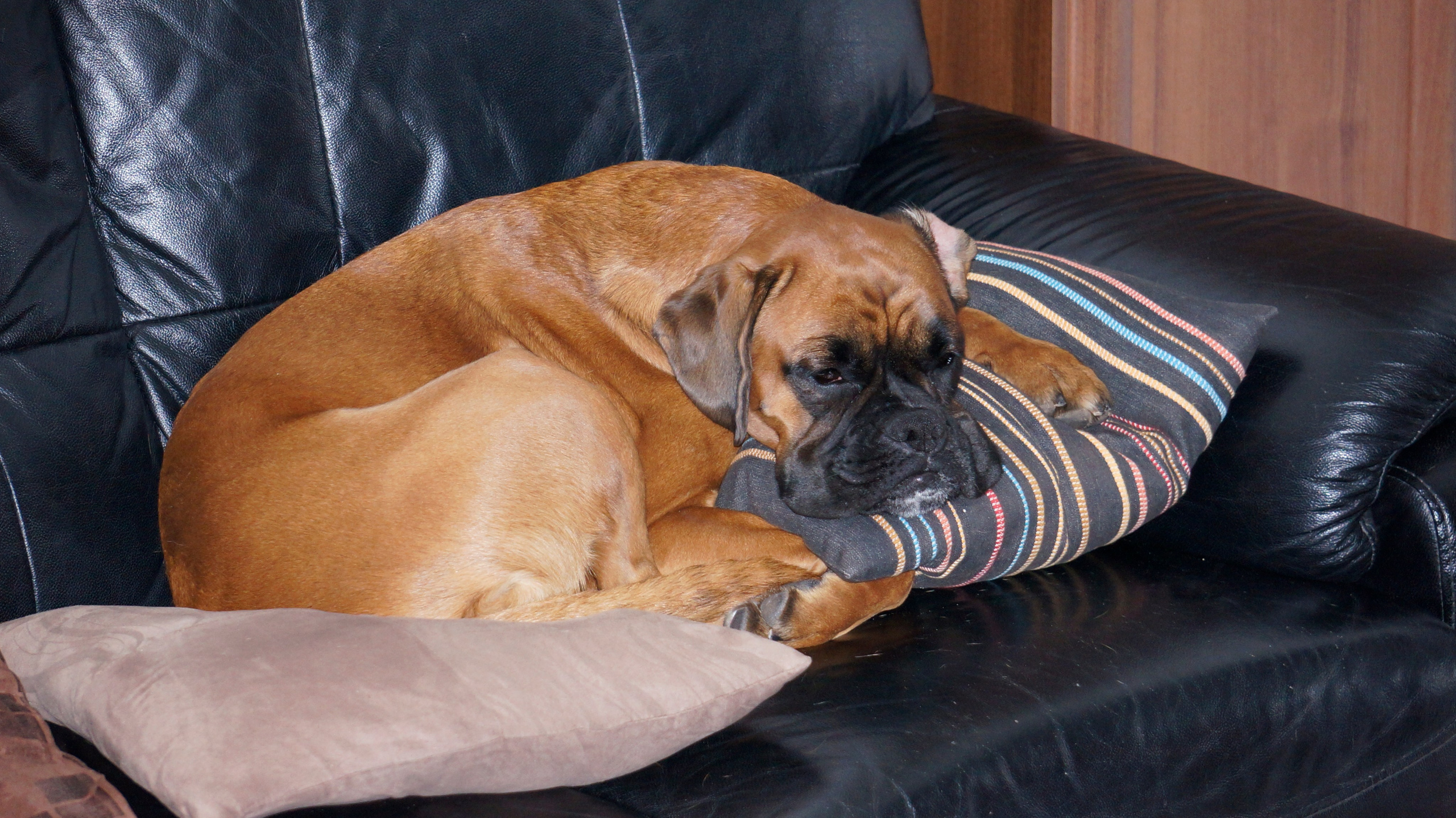 My ״Star״ Boxer Dog