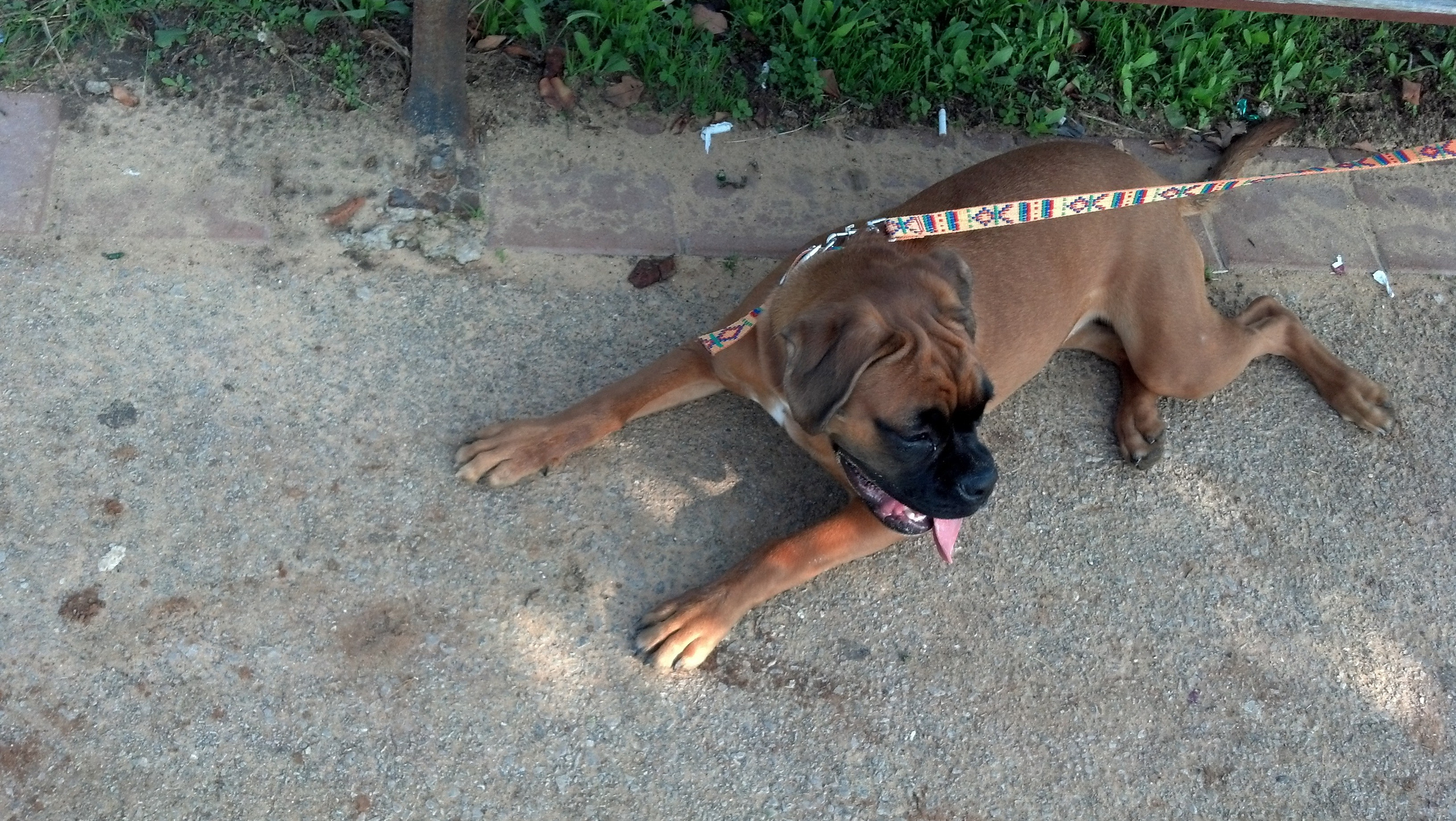 My ״Star״ Boxer Dog