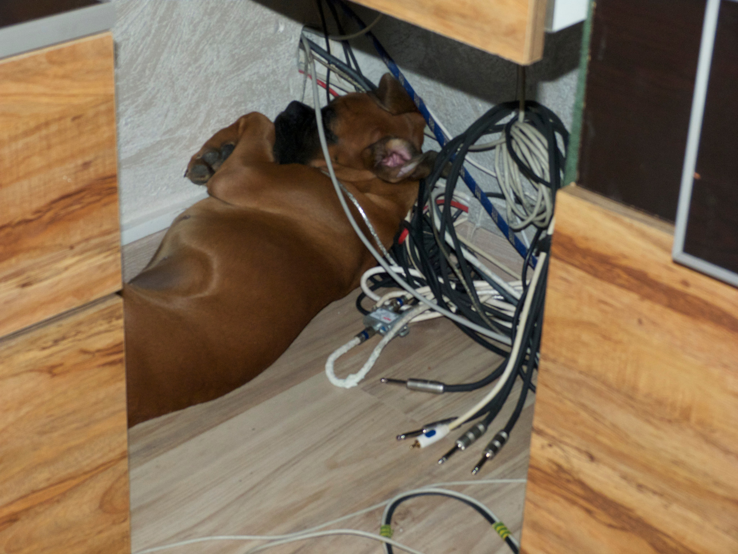 My ״Star״ Boxer Dog