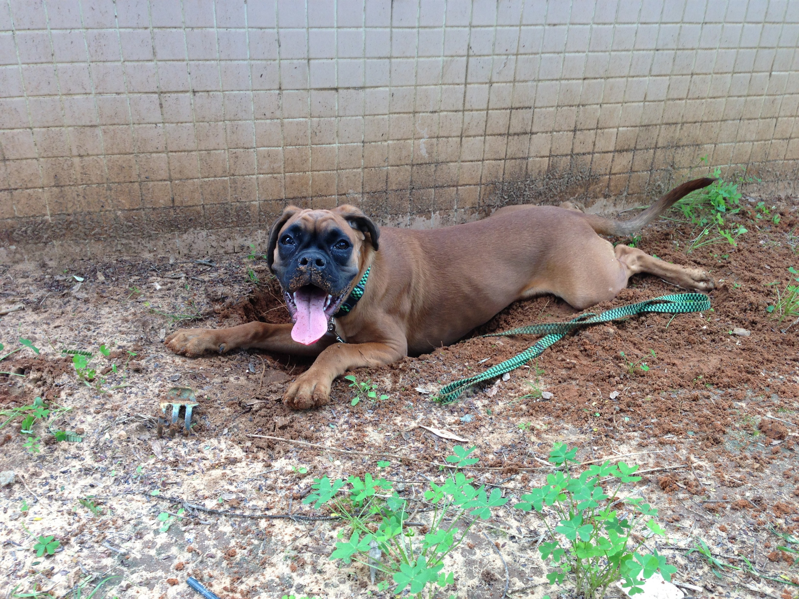 My ״Star״ Boxer Dog