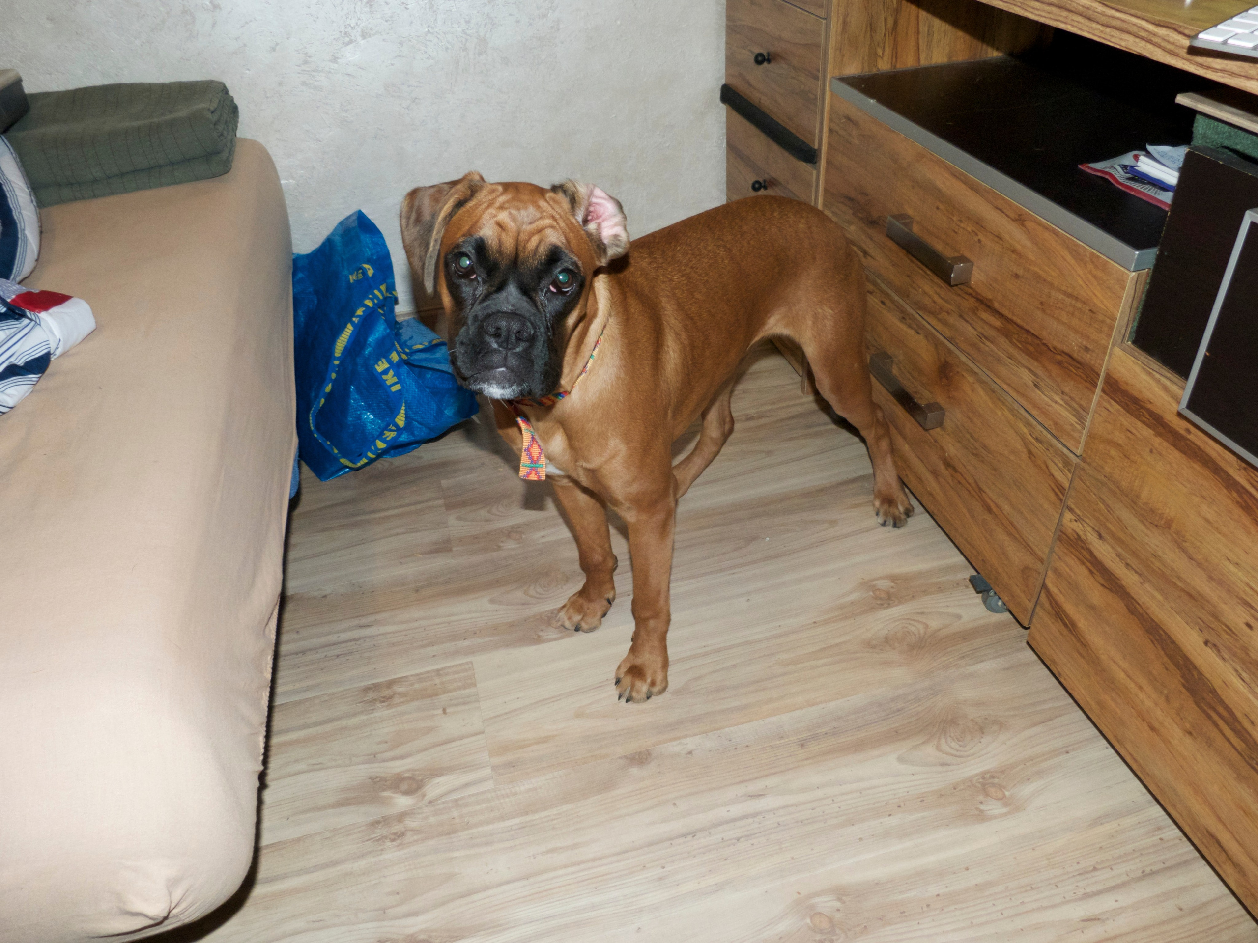 My ״Star״ Boxer Dog