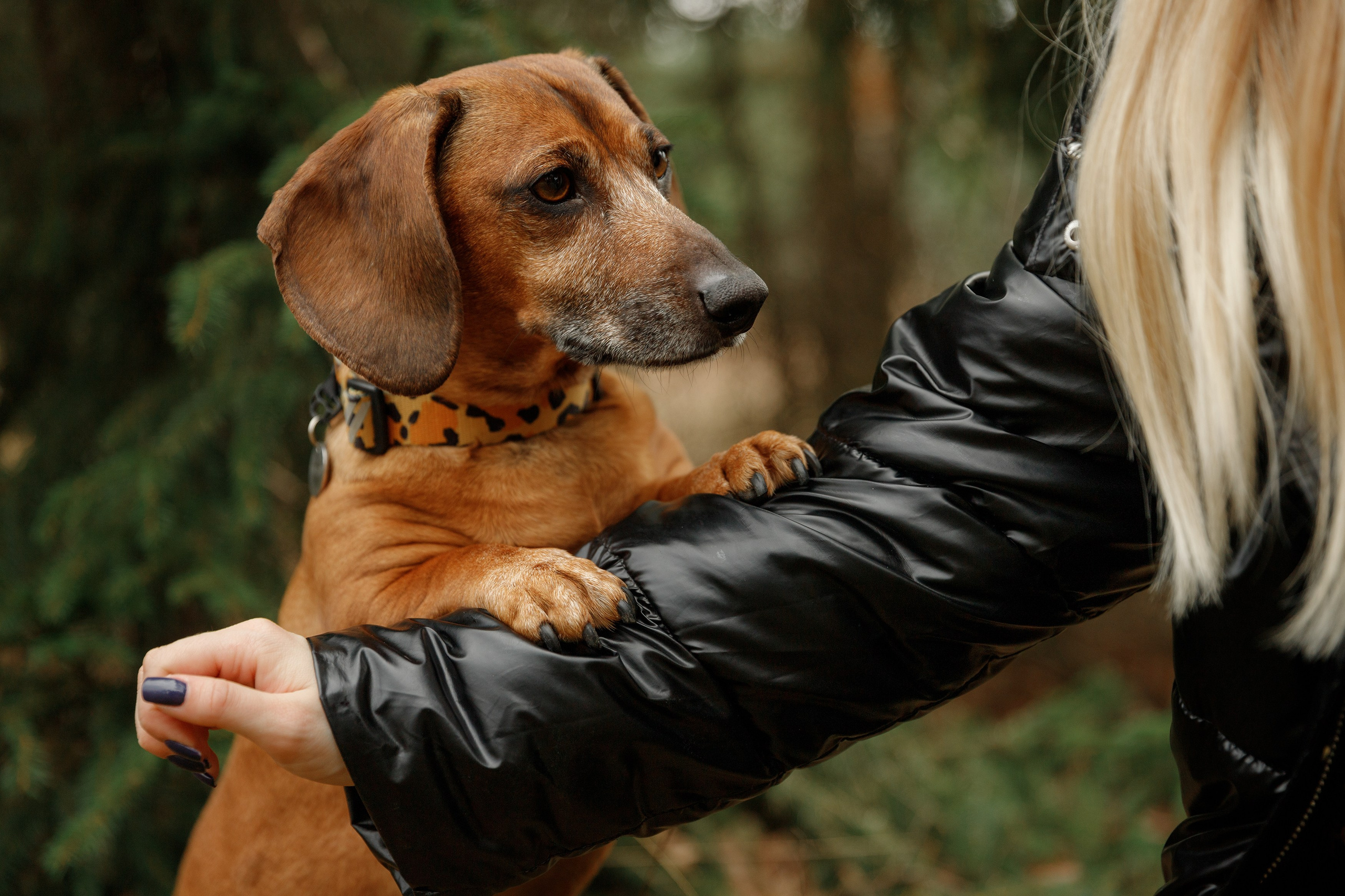 Ania, Franek & Vincent. Kaja | fotograf psów we Wrocławiu