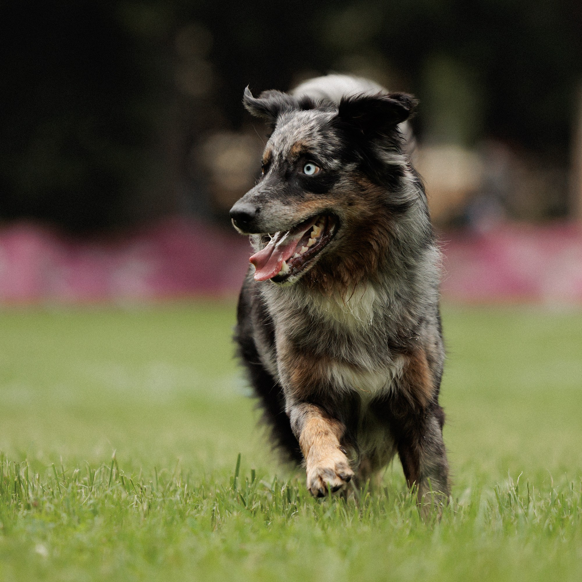 Latające psy, Wrocław'25. Kaja | fotograf psów we Wrocławiu