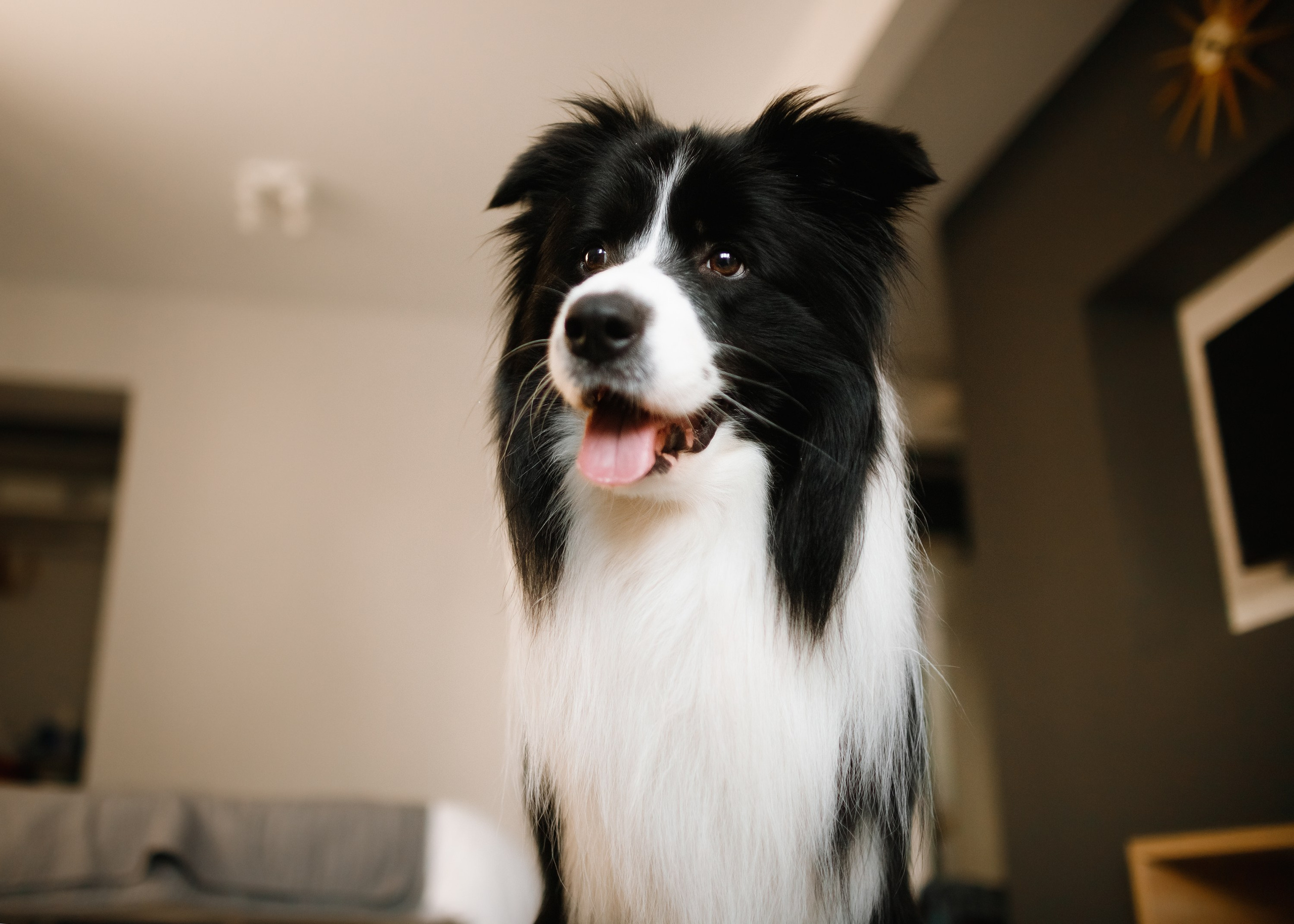 Evgenia & Richard. Kaja | fotograf we Wrocławiu | ludzie i psy