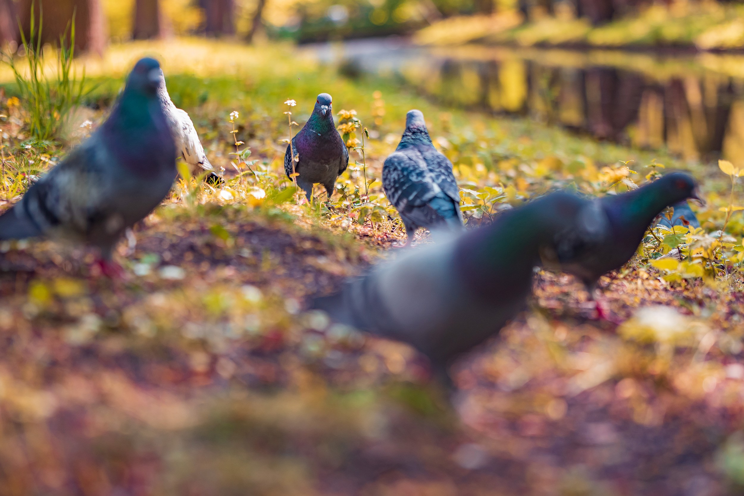 Royal Baths Park — Warsaw. Photographer in Yerevan