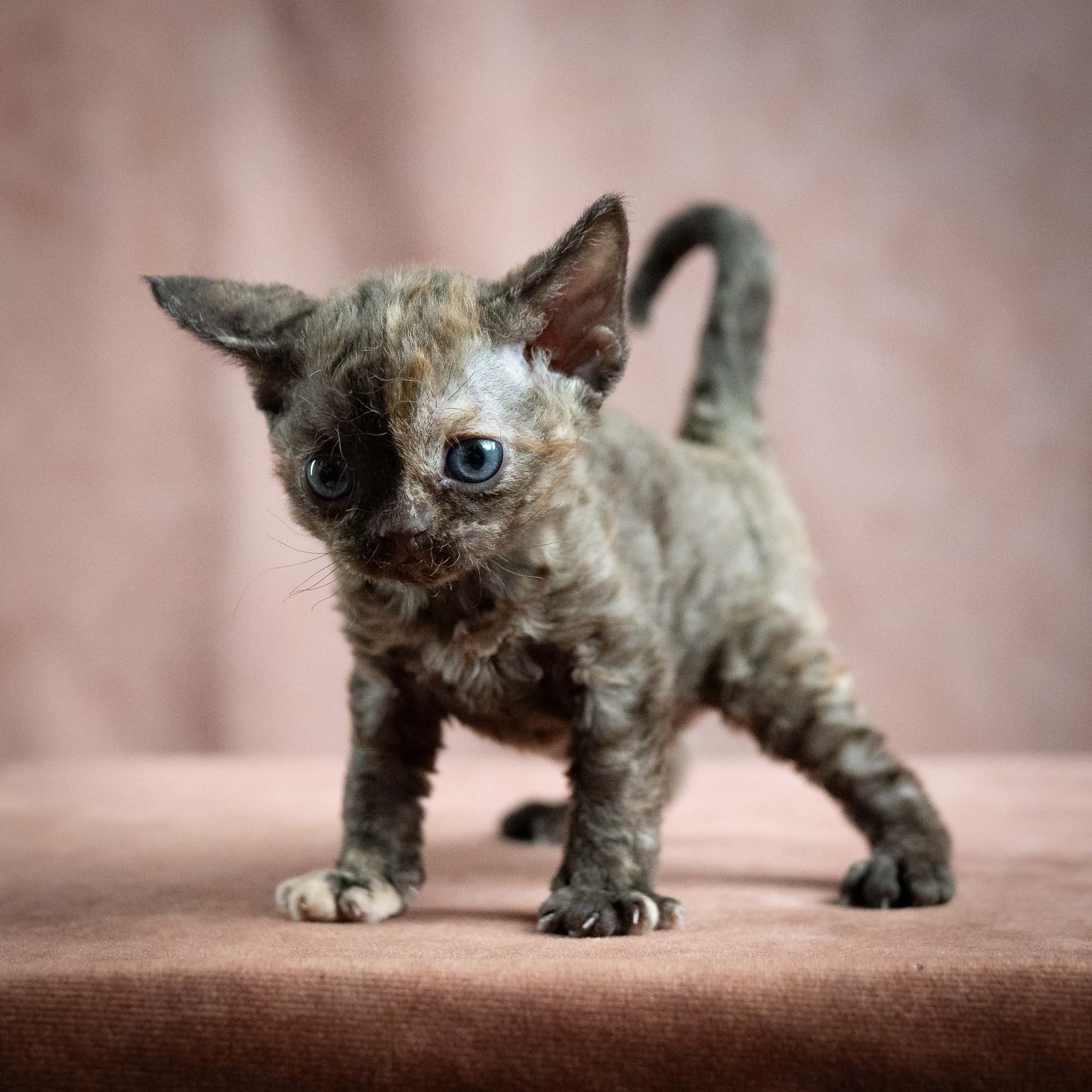 Mocha, girl, born 01.15.26. Devon Rex Pixie Cattery