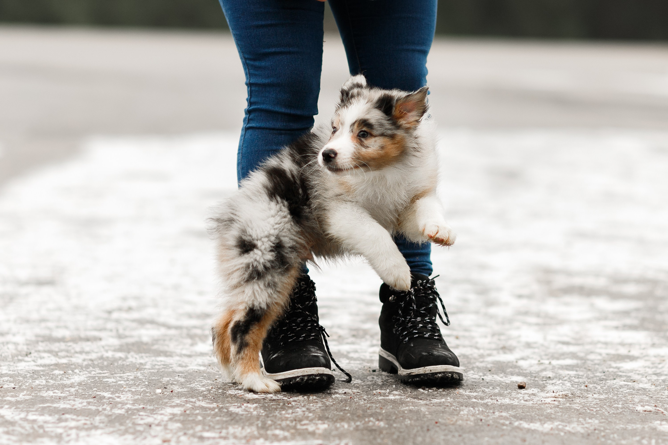 Pack of aussie puppies. Kaja | fotograf psów we Wrocławiu