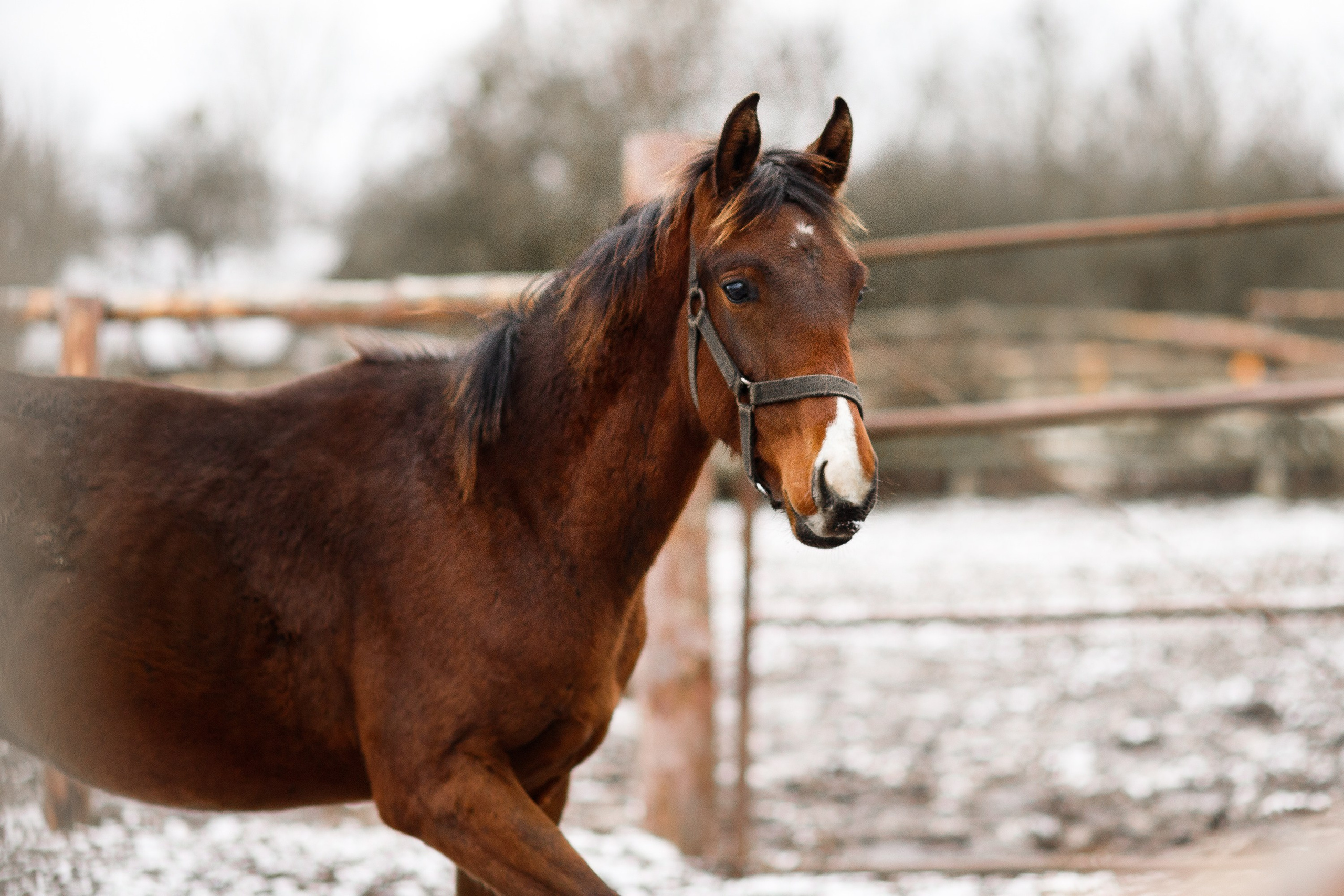 Winter stable. Kaja | fotograf psów we Wrocławiu