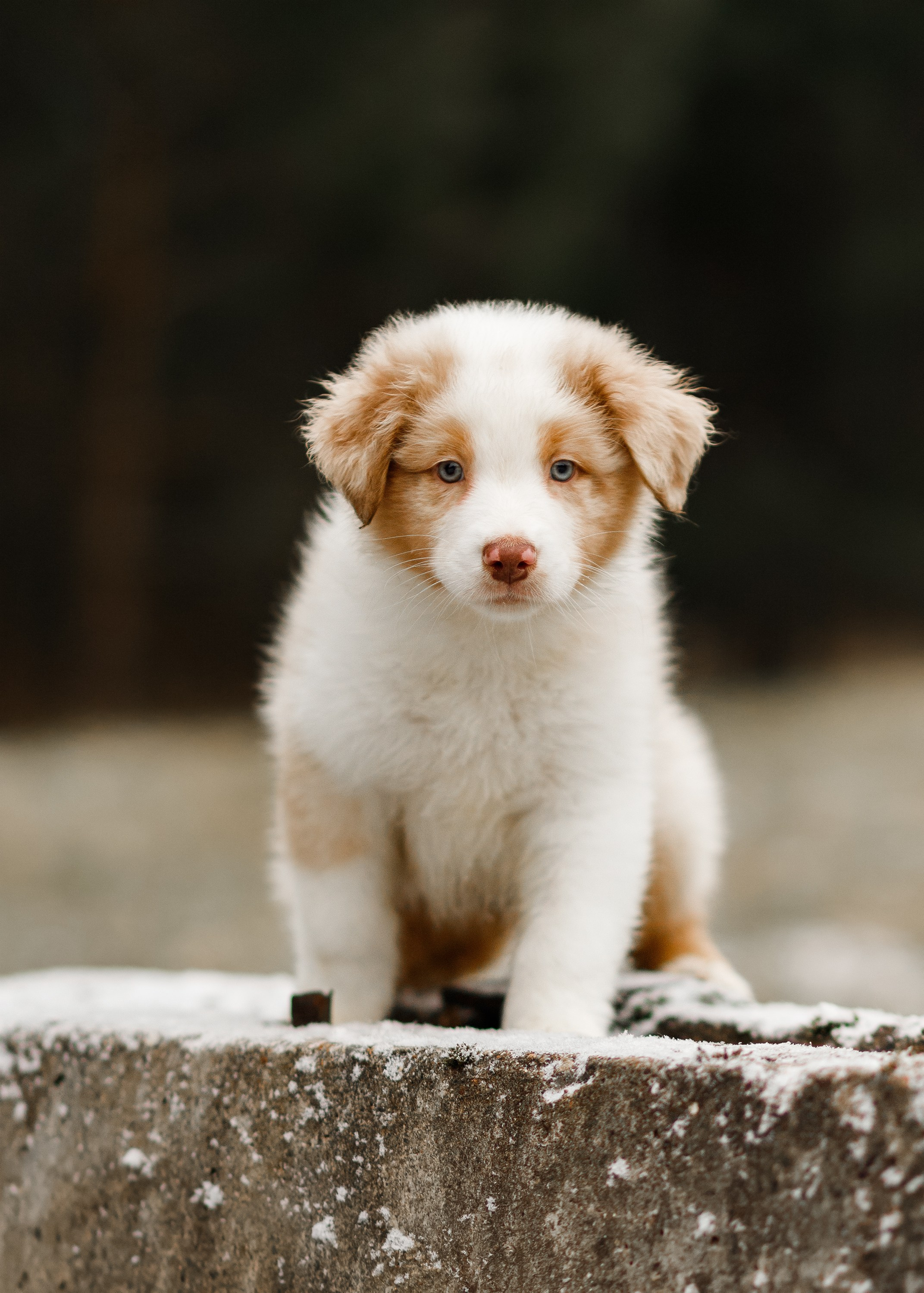 Pack of aussie puppies. Kaja | fotograf psów we Wrocławiu
