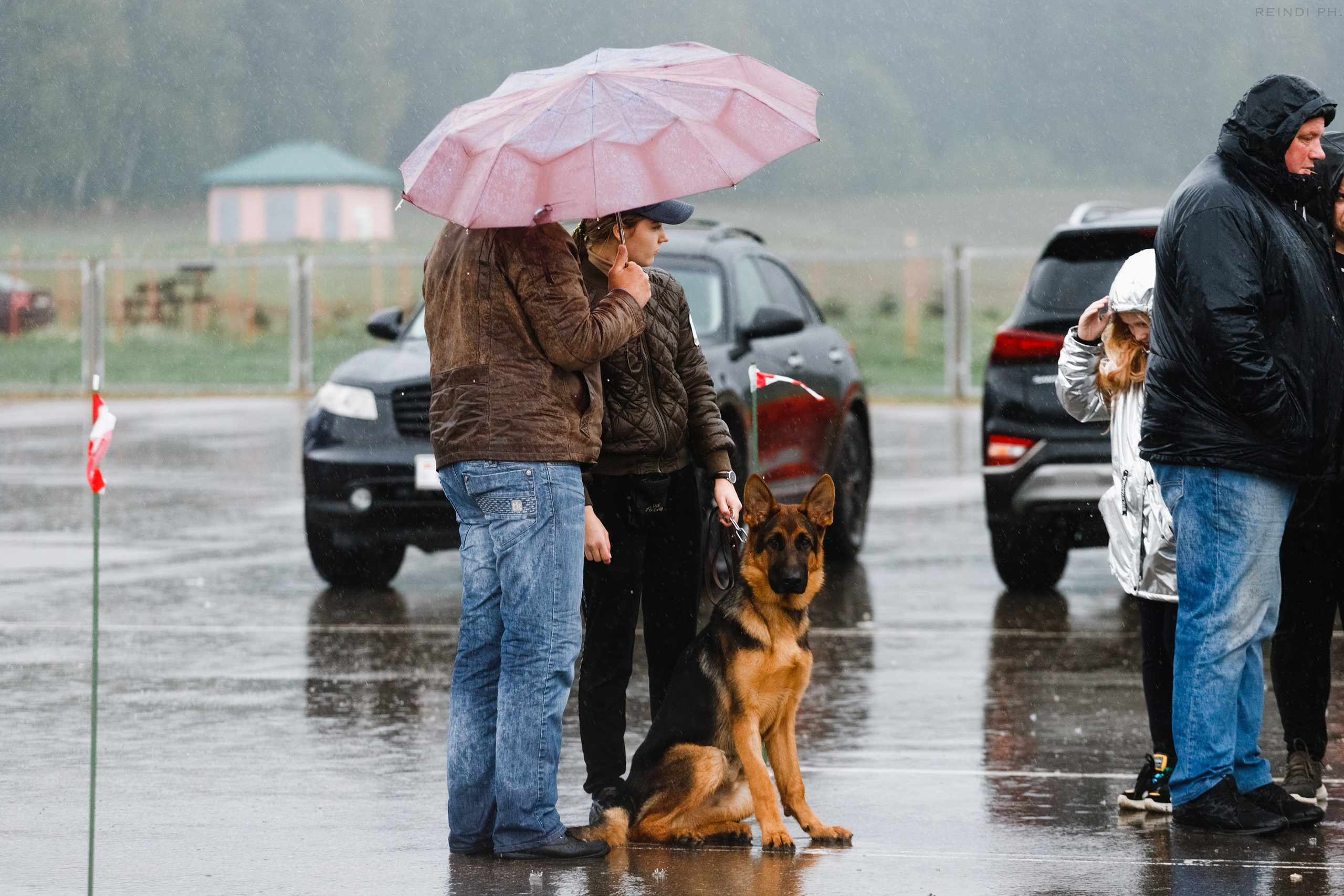 Rainy dog show in Grodno. Kaja | fotograf we Wrocławiu | ludzie i psy