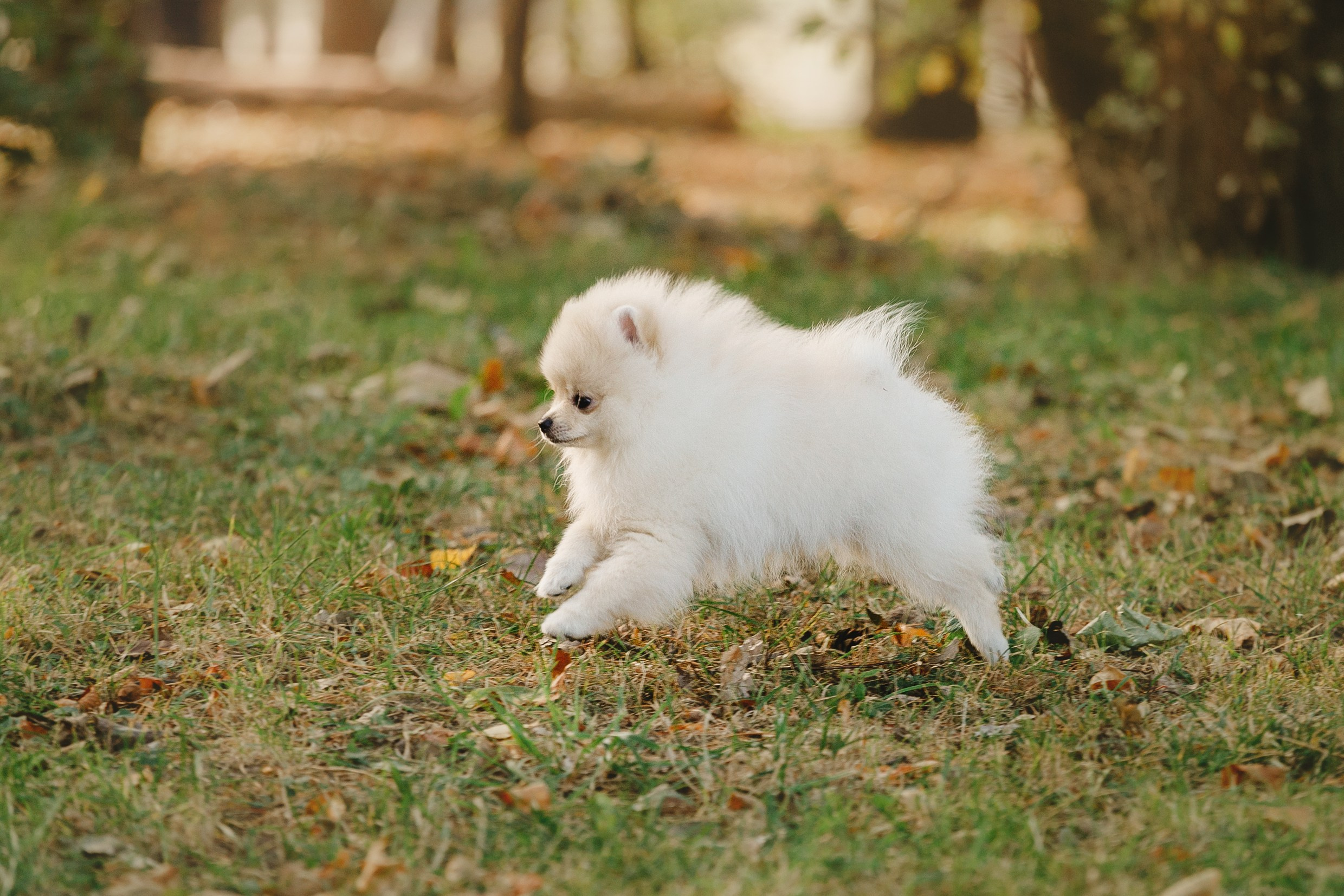 Little spitz. Kaja | fotograf psów we Wrocławiu