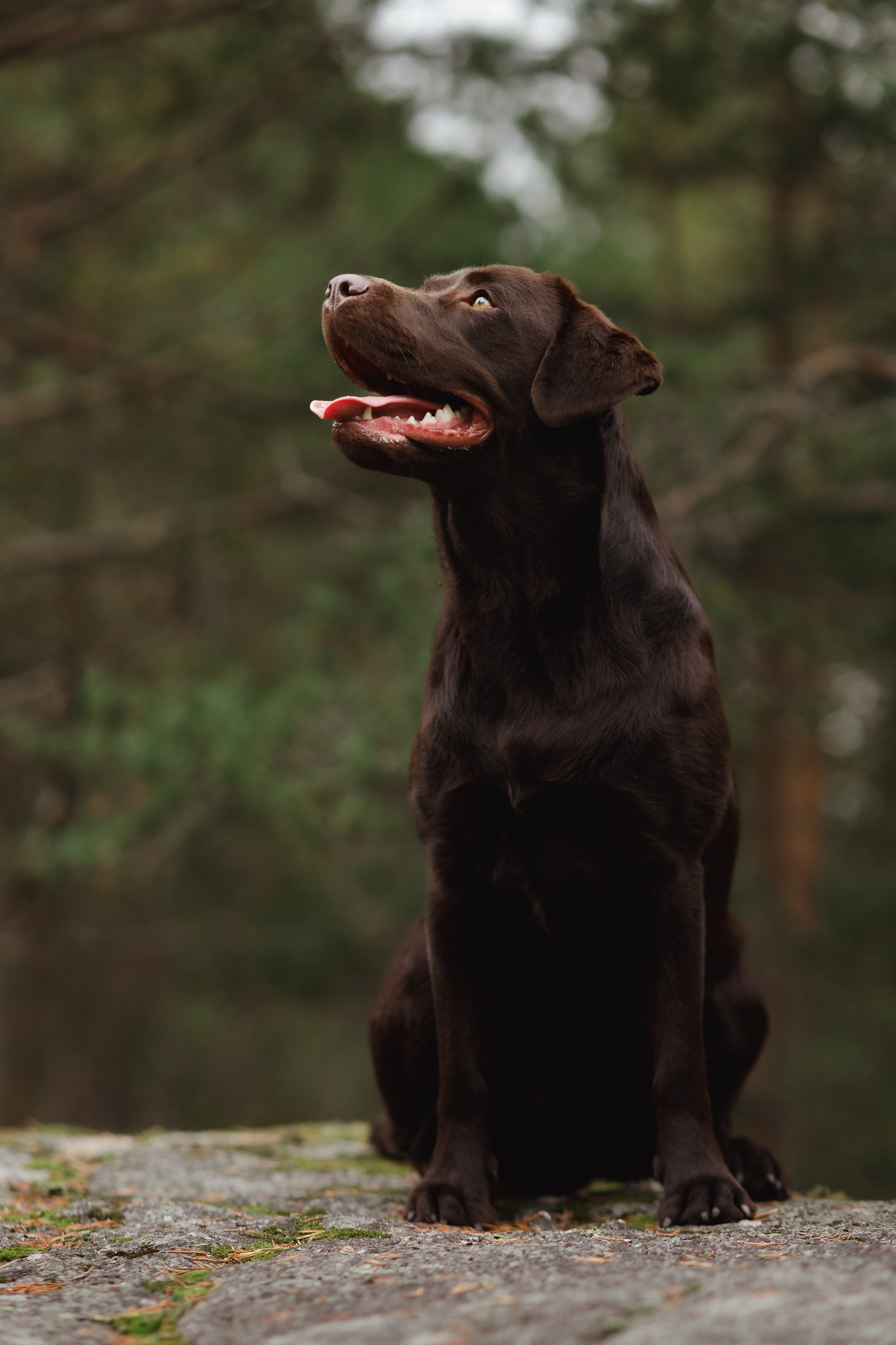 Finnish mossy hills. Kaja | fotograf psów we Wrocławiu