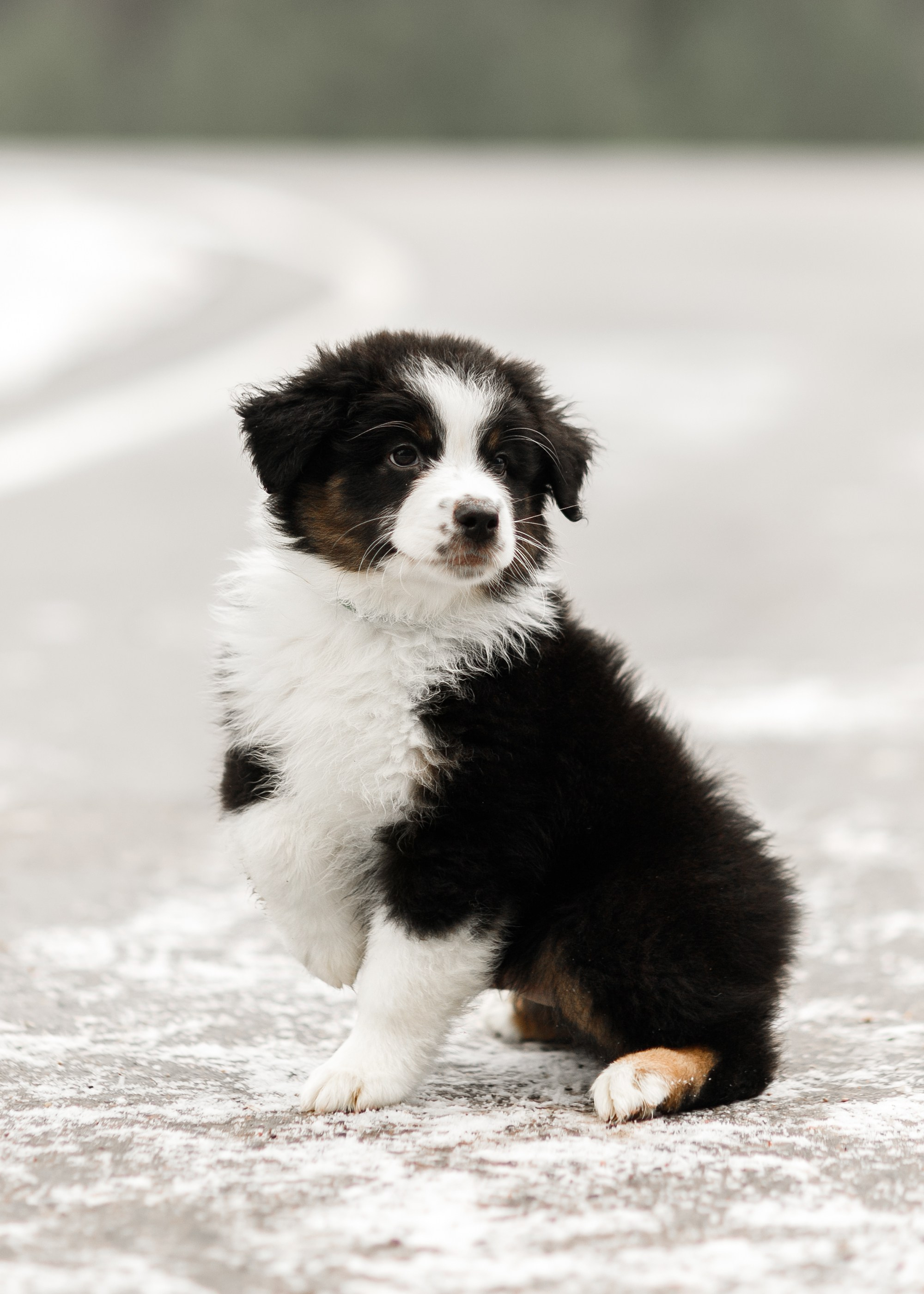 Pack of aussie puppies. Kaja | fotograf psów we Wrocławiu