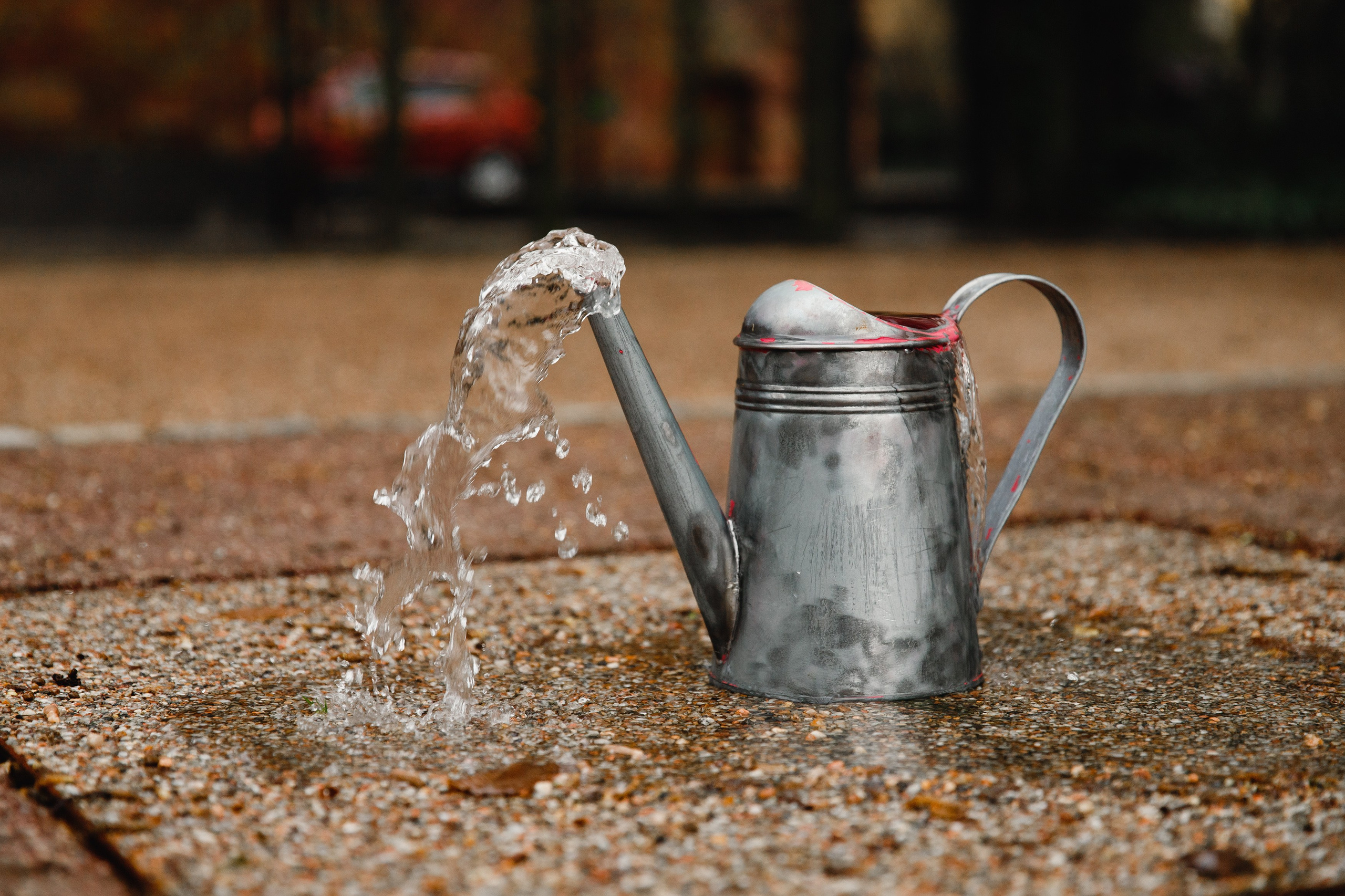 Botanical garden in Wroclaw. Kaja | fotograf we Wrocławiu | ludzie i psy