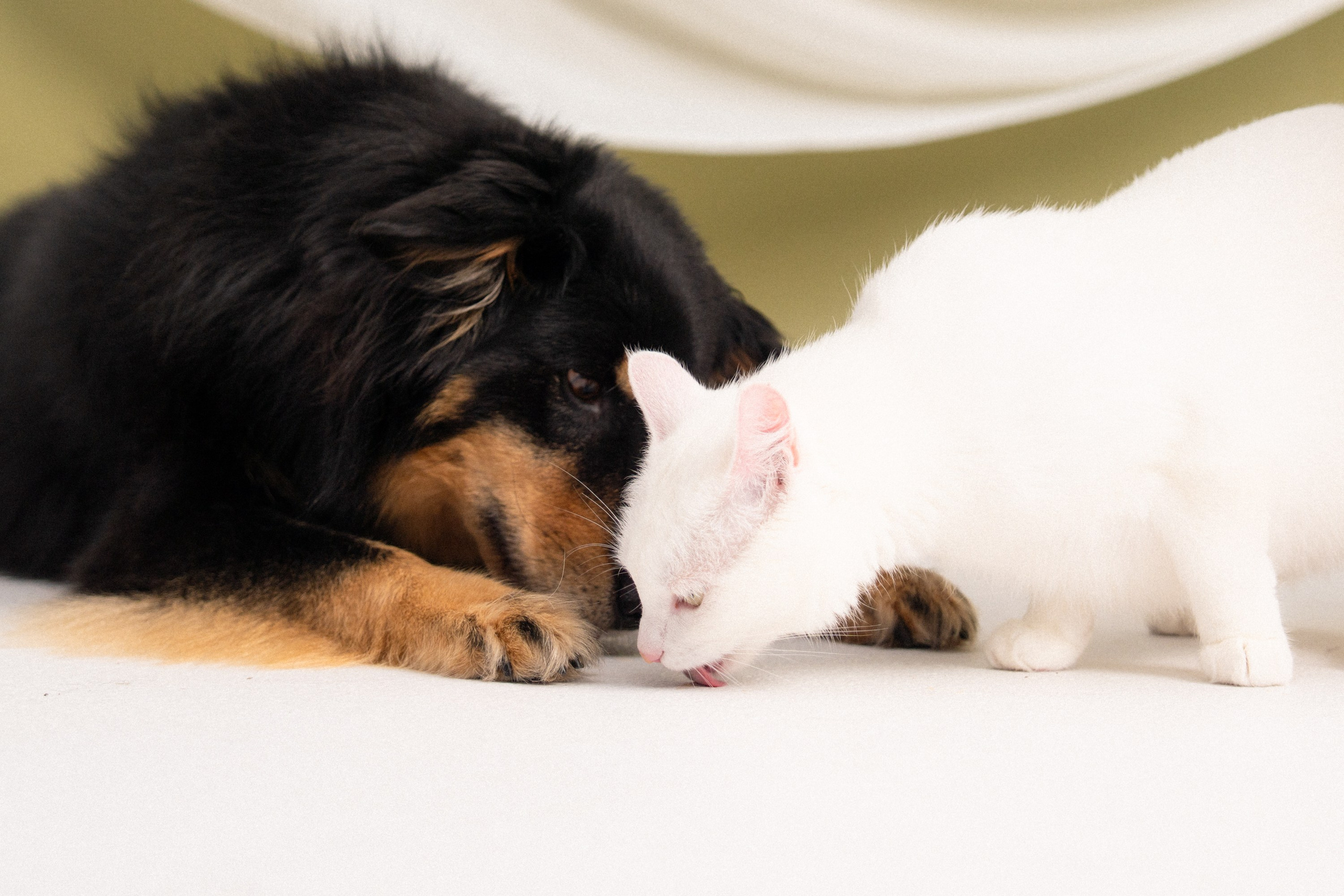 Marius, Gabrielė, Albas ir Atika ✨. Vita Klimaševska ○ Fluffy Soulmate Photography