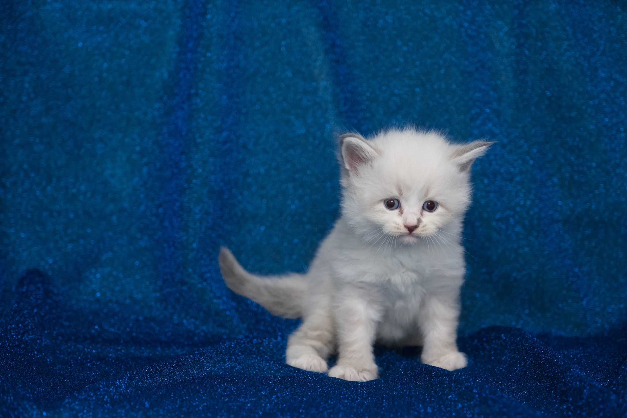 N-Antares. SIBERIALIS: Katzenzucht von Sibirischen und Neva Masquarade Katzen