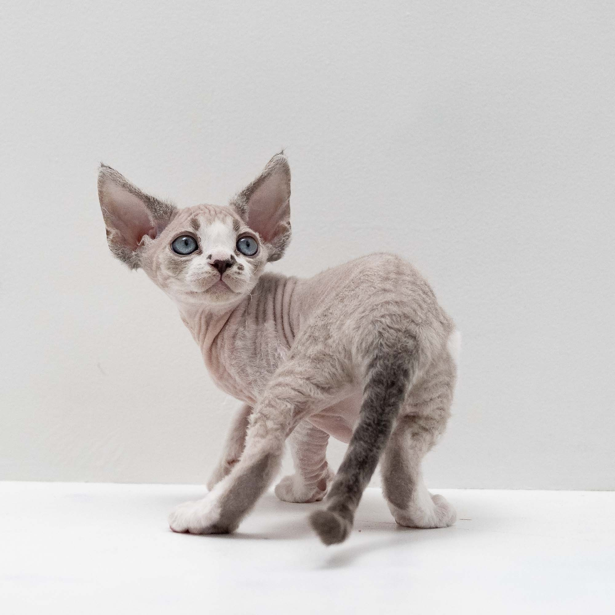 Frank, boy, born on 01.01.25. Devon Rex Pixie Cattery